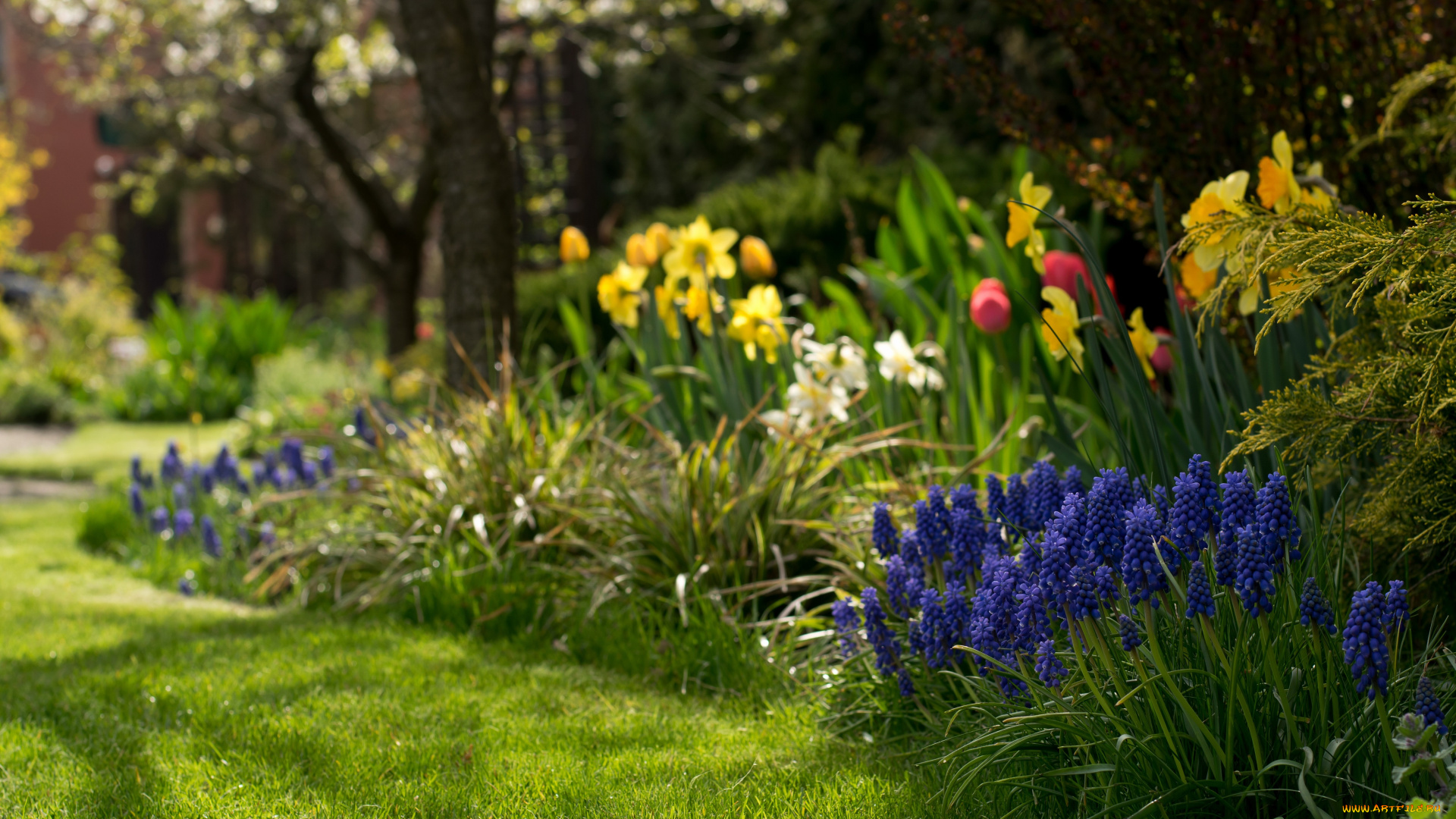 цветы, разные, вместе, клумба