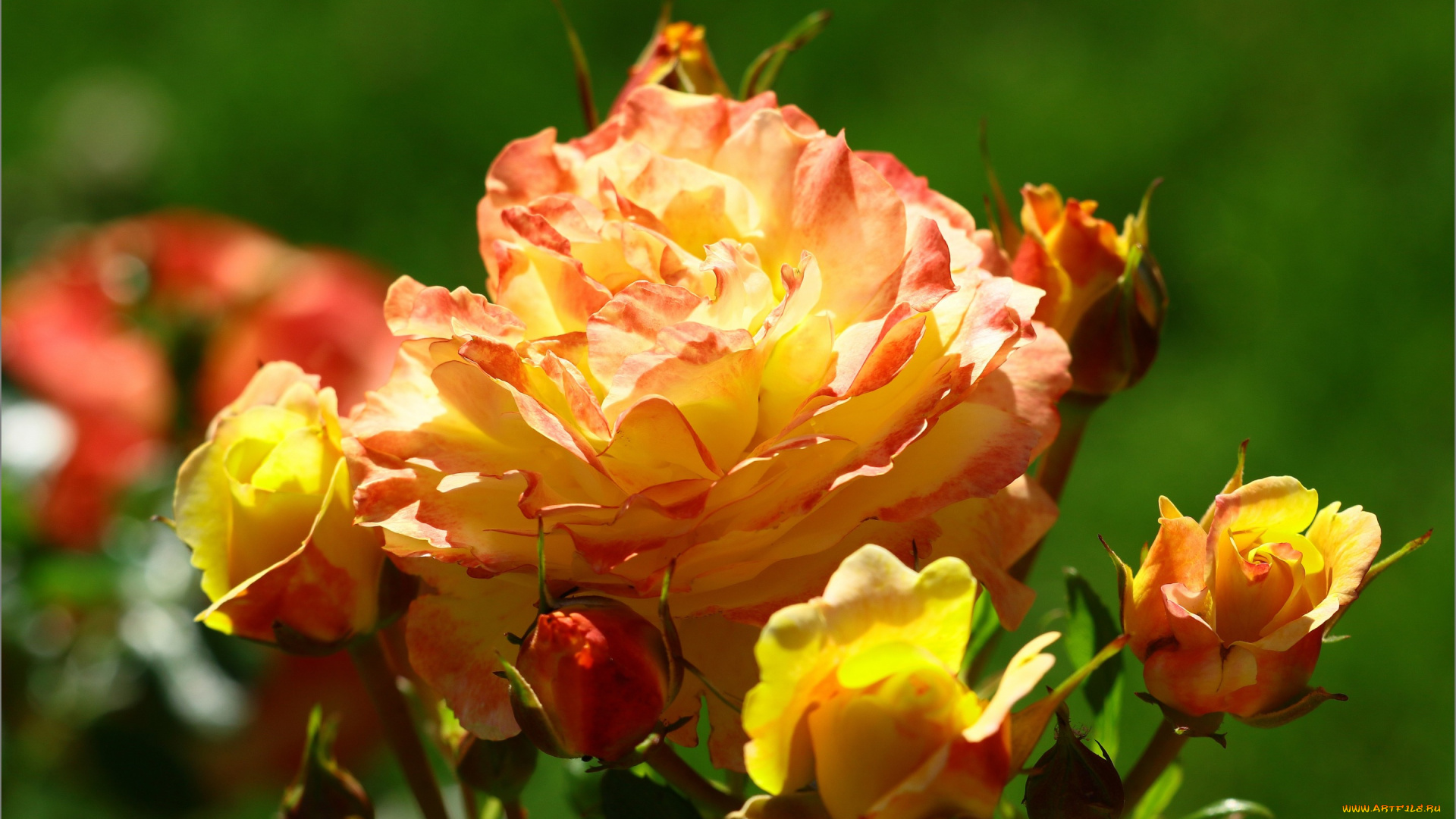 цветы, розы, куст, бутоны, роза