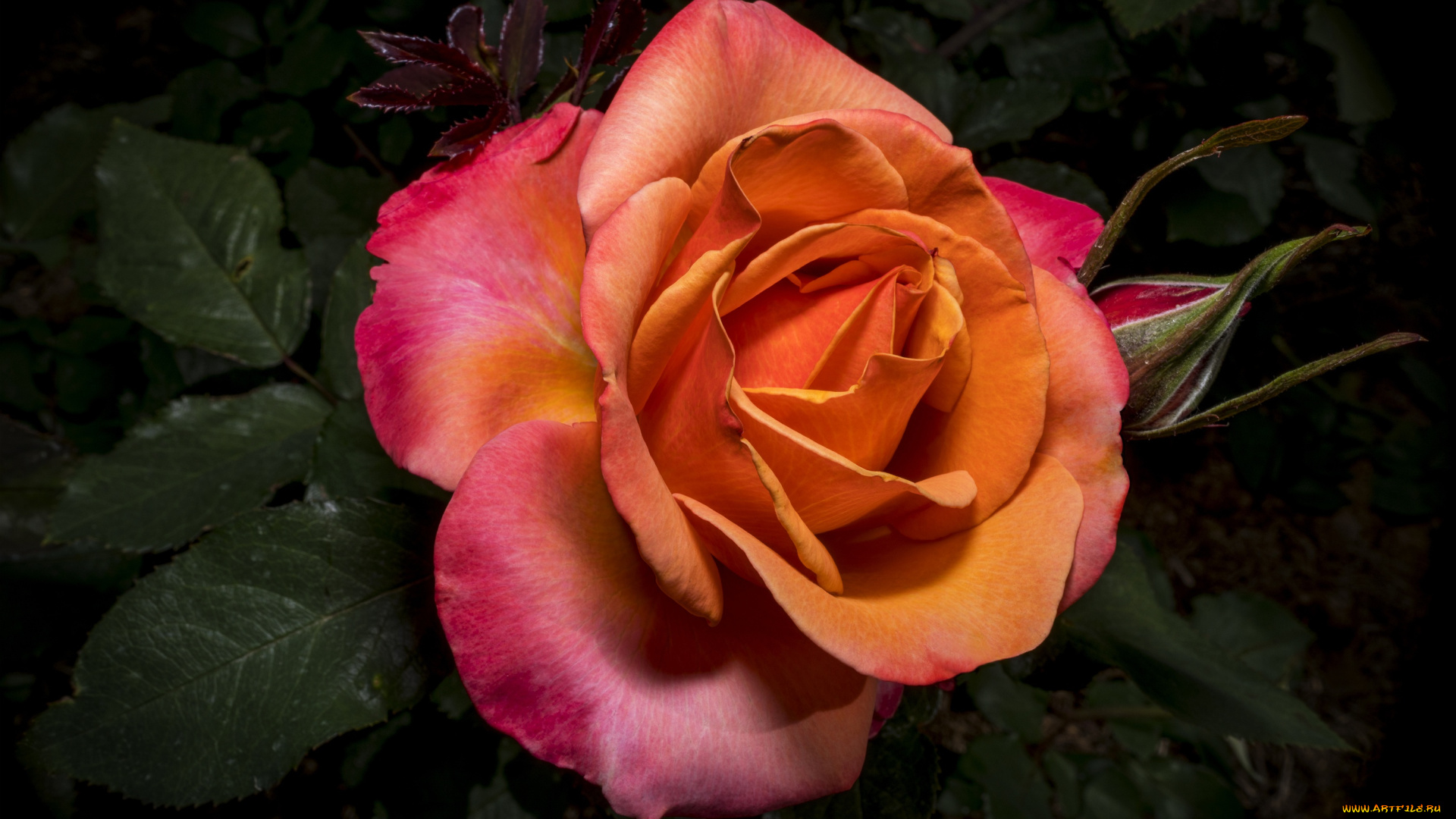 цветы, розы, роза, цветок, крупный, план