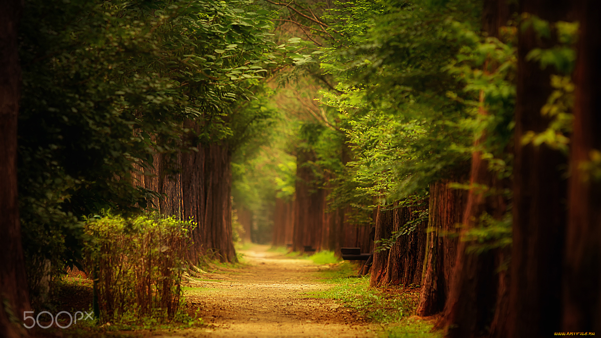 природа, дороги, листва, лето, деревья, парк