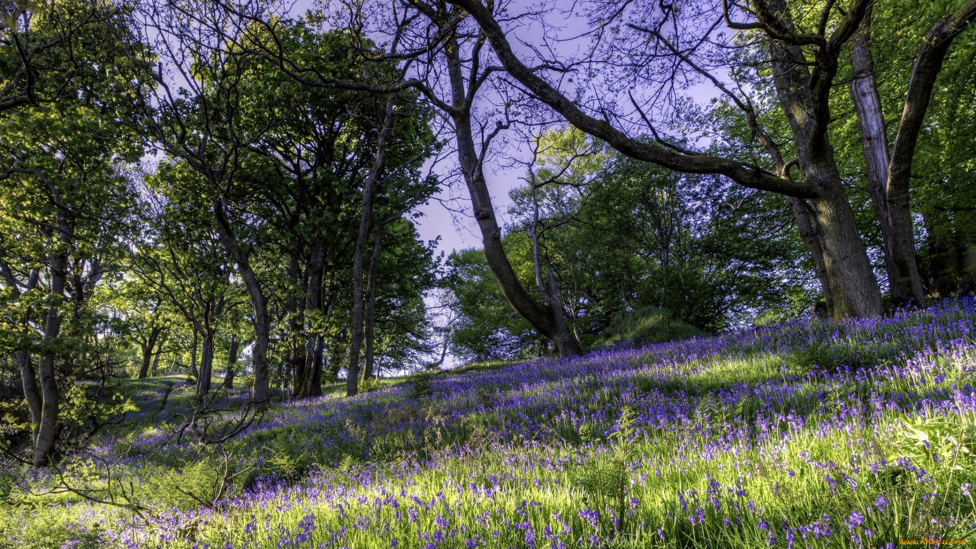 природа, луга, колокольчики, трава, деревья