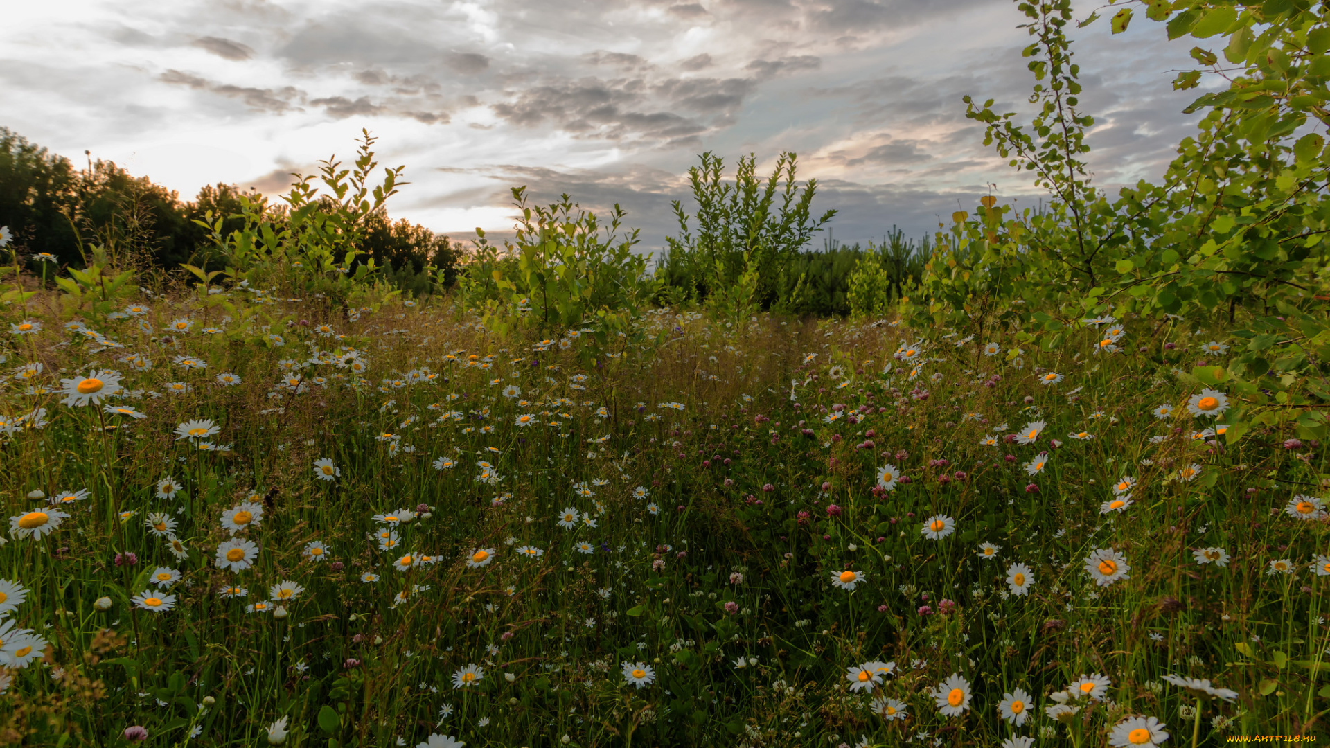 природа, луга, простор