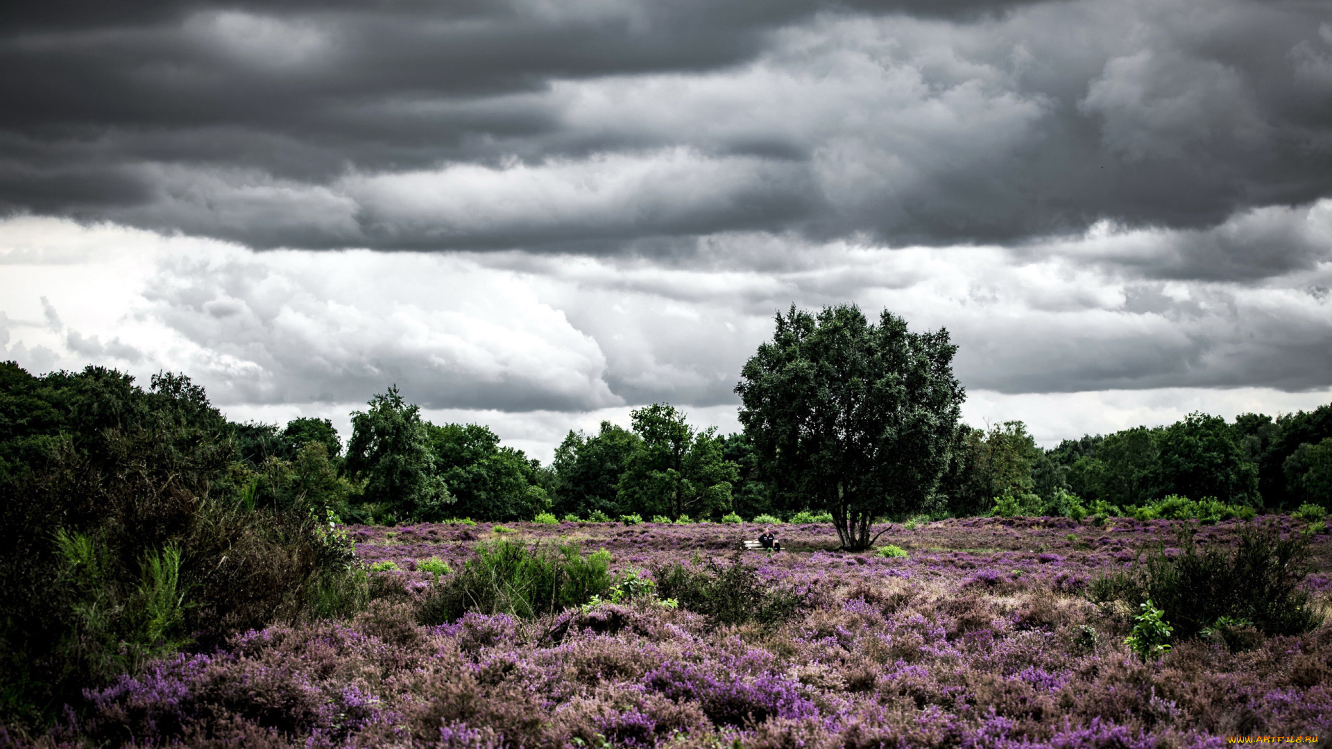природа, луга, вереск