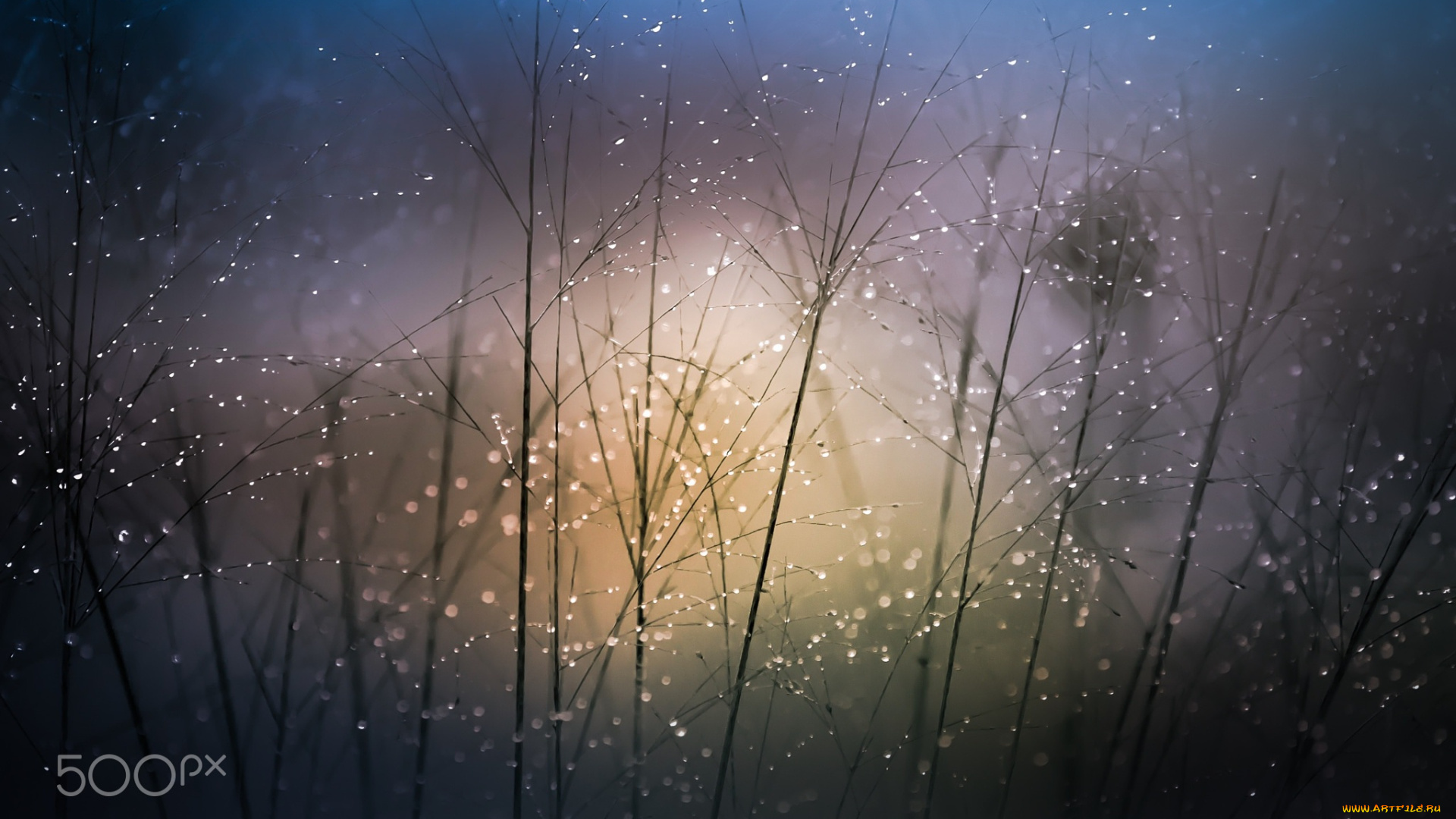 природа, макро, боке, ростение, кпли