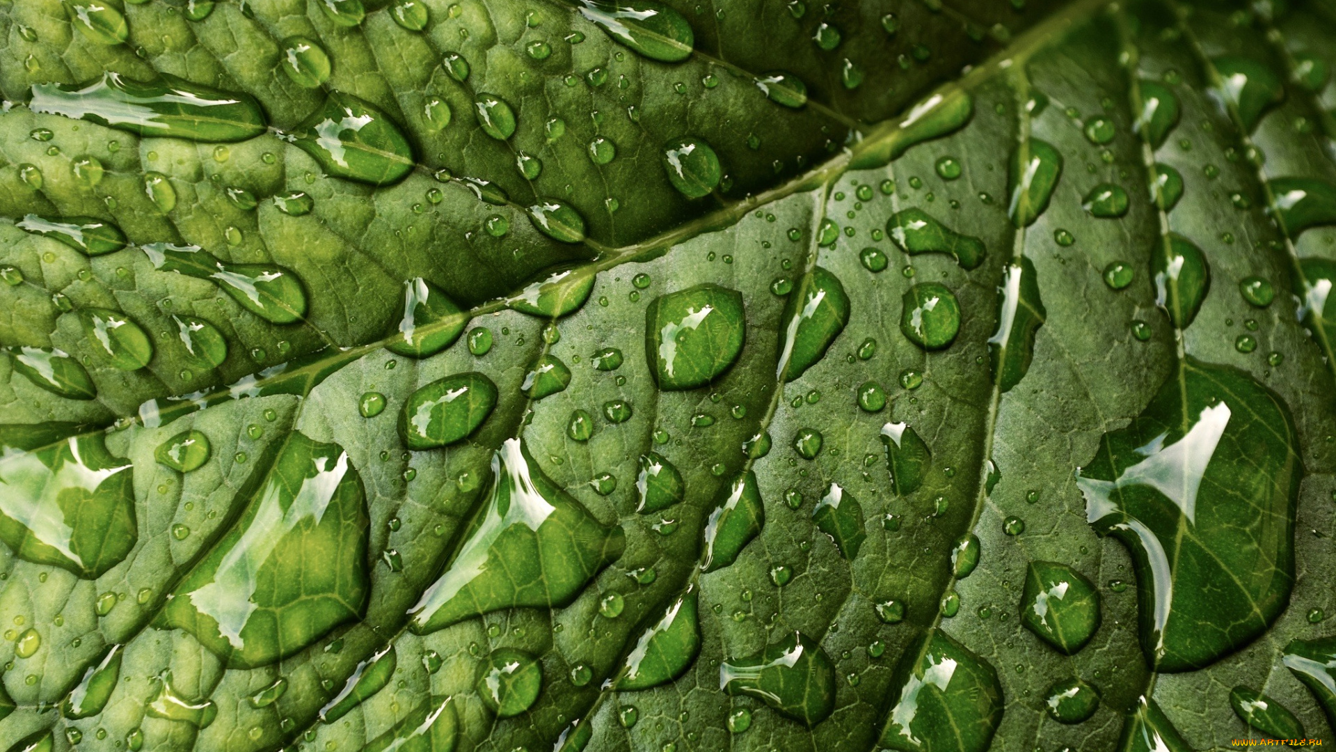 природа, макро, лист, текстура, капли