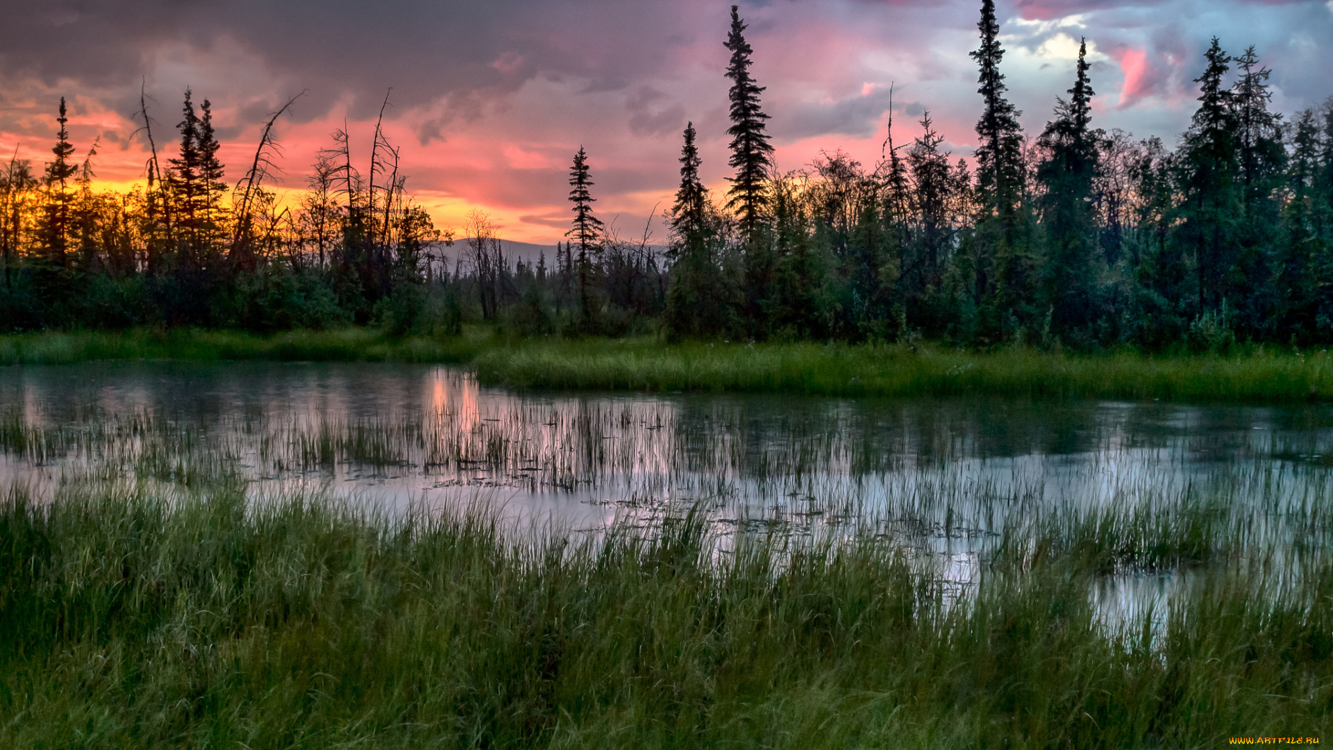 природа, реки, озера, лес, река