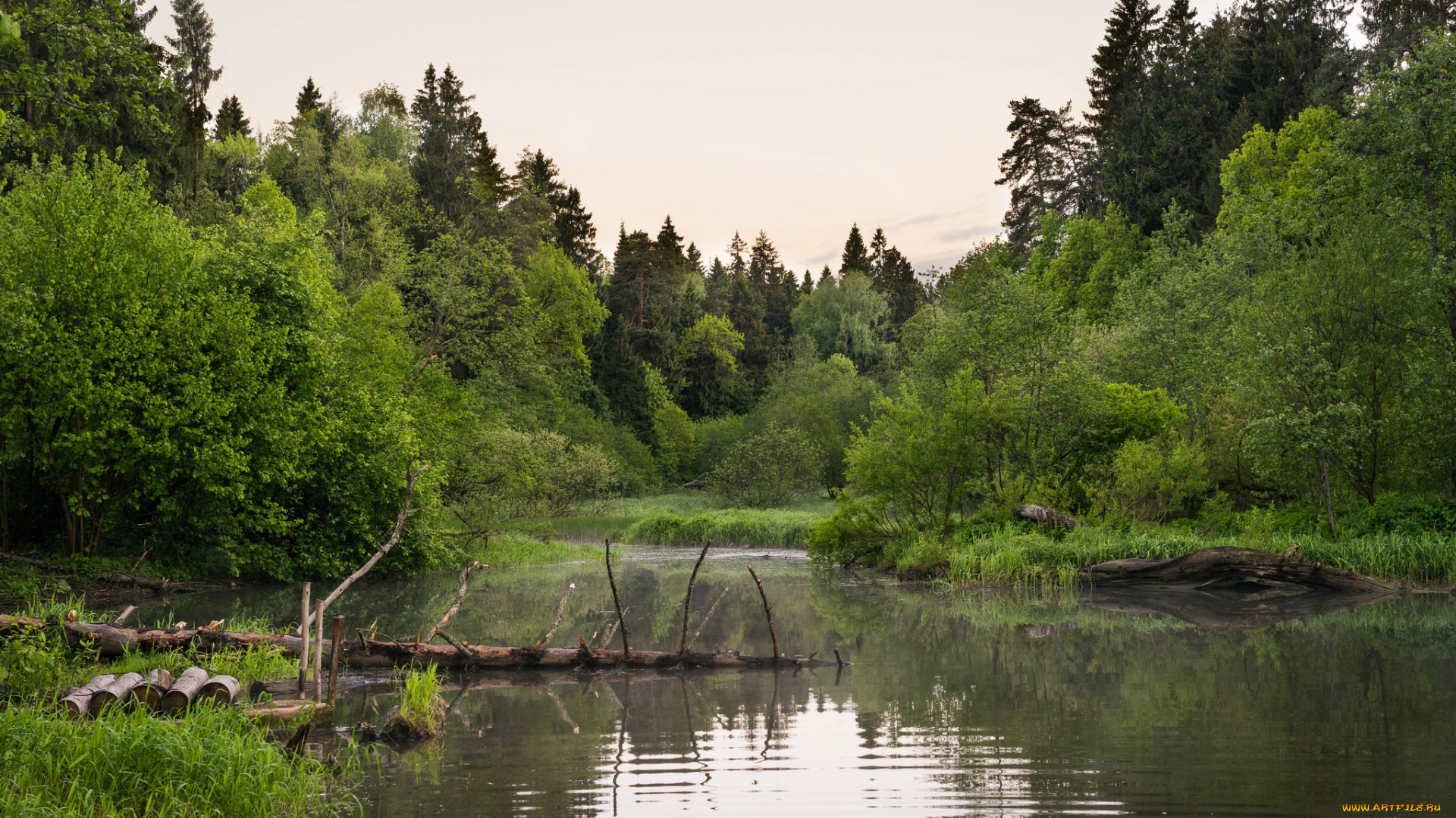 природа, реки, озера, лес, река