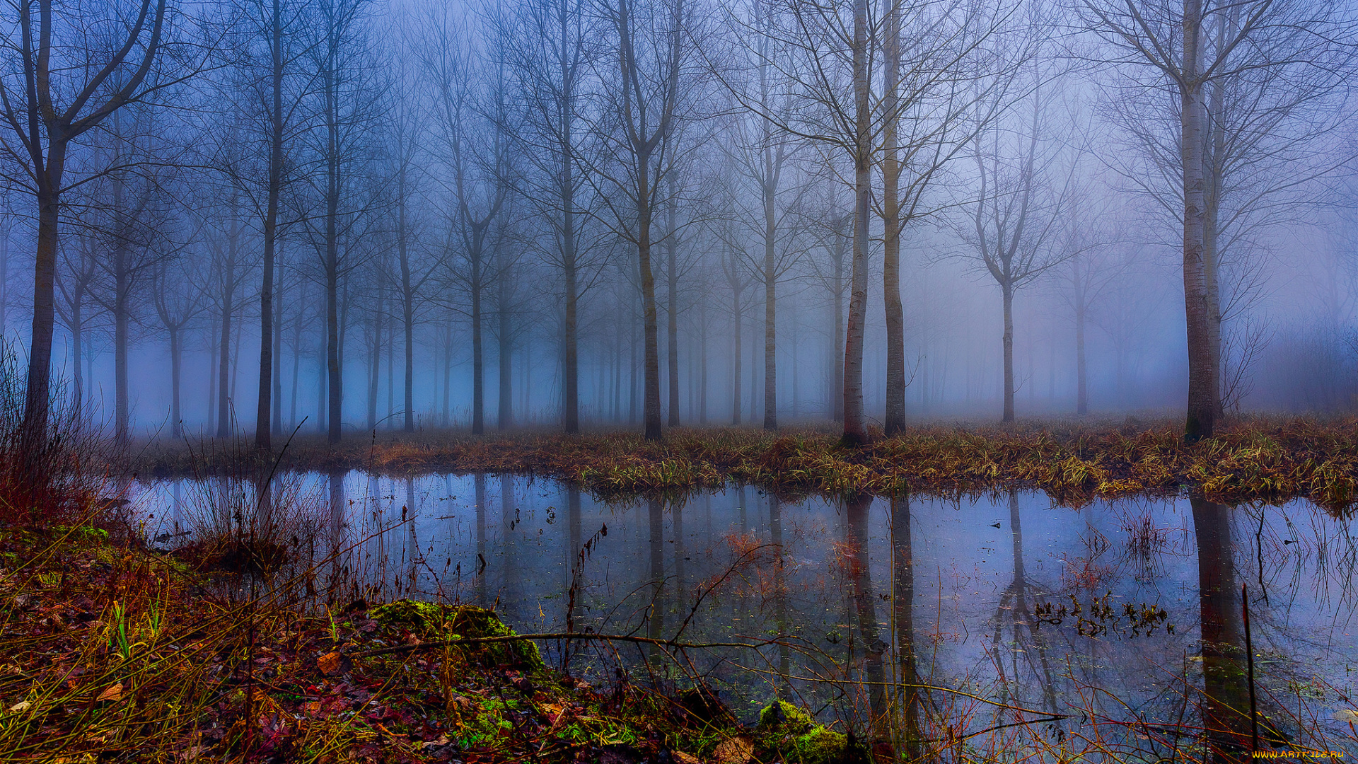 природа, реки, озера, река, лес