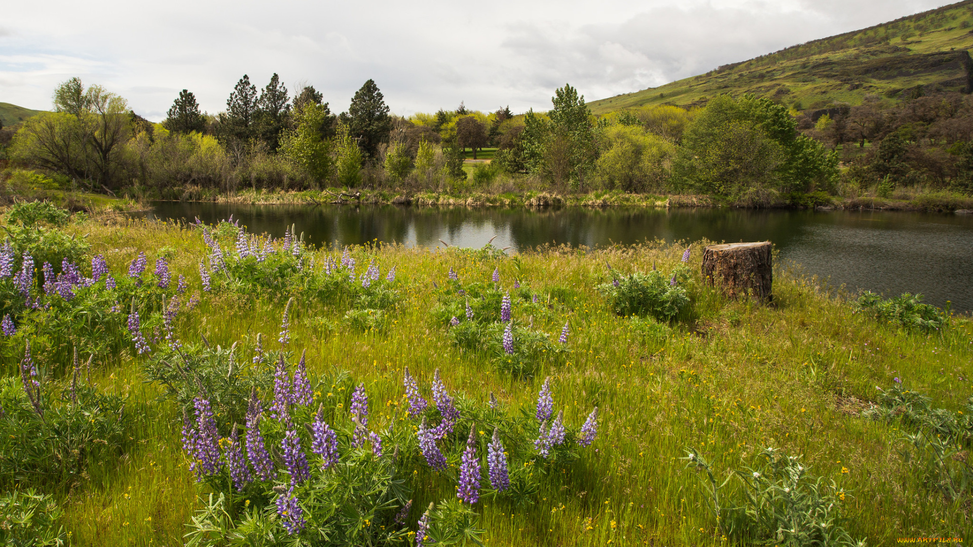 природа, реки, озера, река, лес