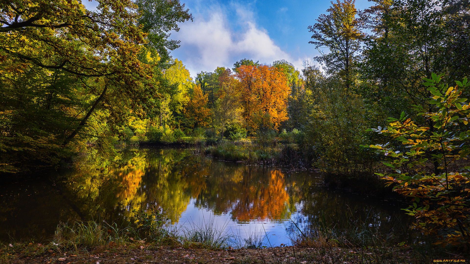 природа, реки, озера, река, лес