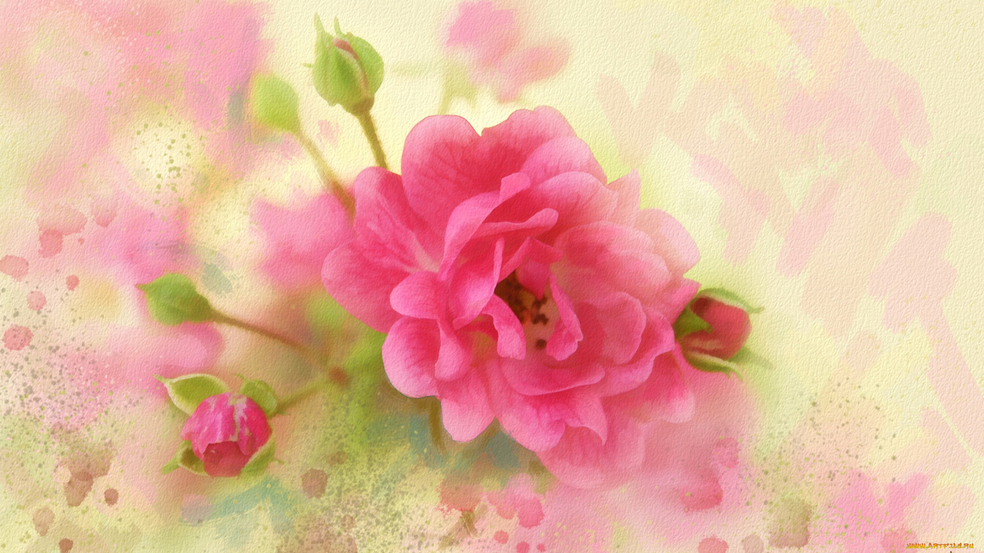 рисованное, цветы, нежно, картина, рисованные, мазки, живопись, роза, розовая, лепестки, рисунок, п, имитация, акварели, цифровая, нарисованные, бутоны