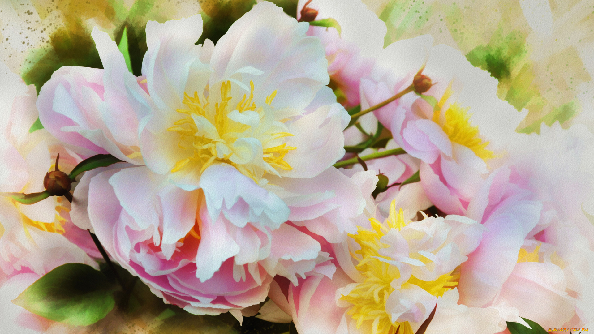 рисованное, цветы, пионы, ярко, живопись, цветок, розовый, мазки, лепестки, пион, бутоны, картина, рисованные, белый