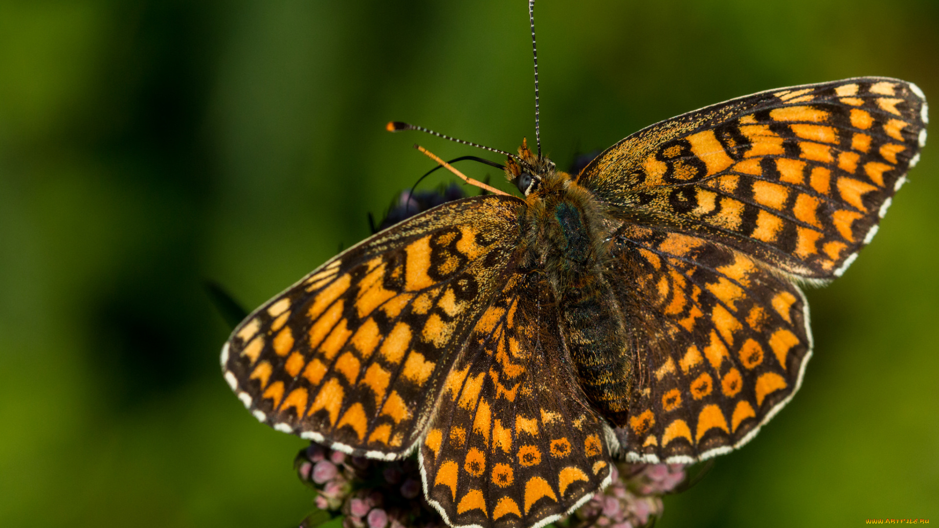 животные, бабочки, , мотыльки, , моли, бабочка