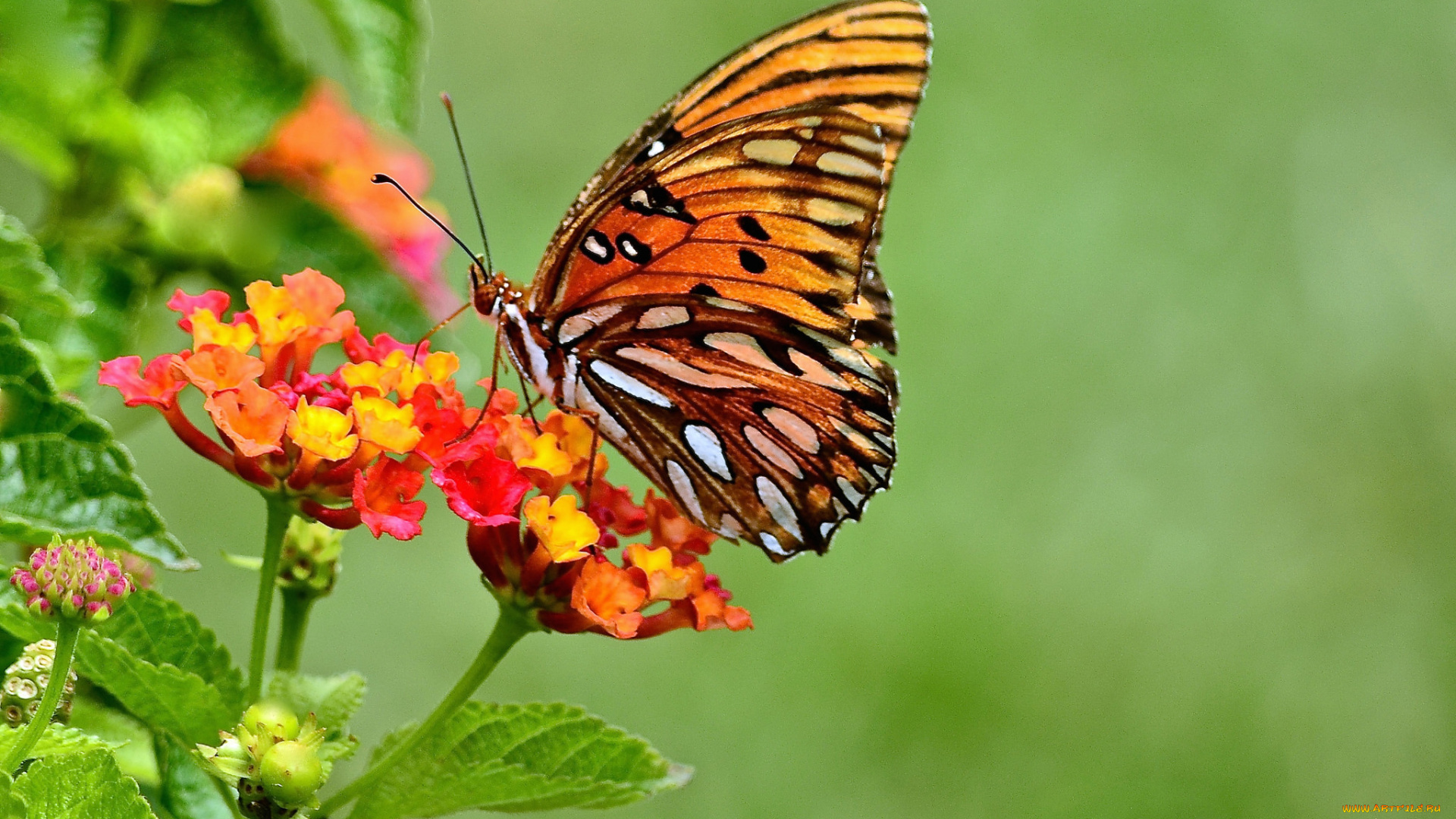 животные, бабочки, , мотыльки, , моли, бабочка