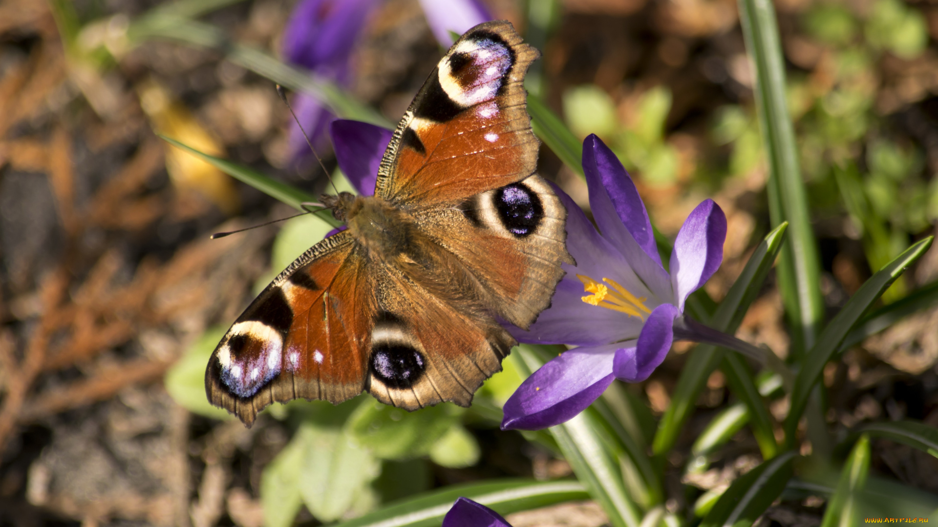 животные, бабочки, , мотыльки, , моли, бабочка