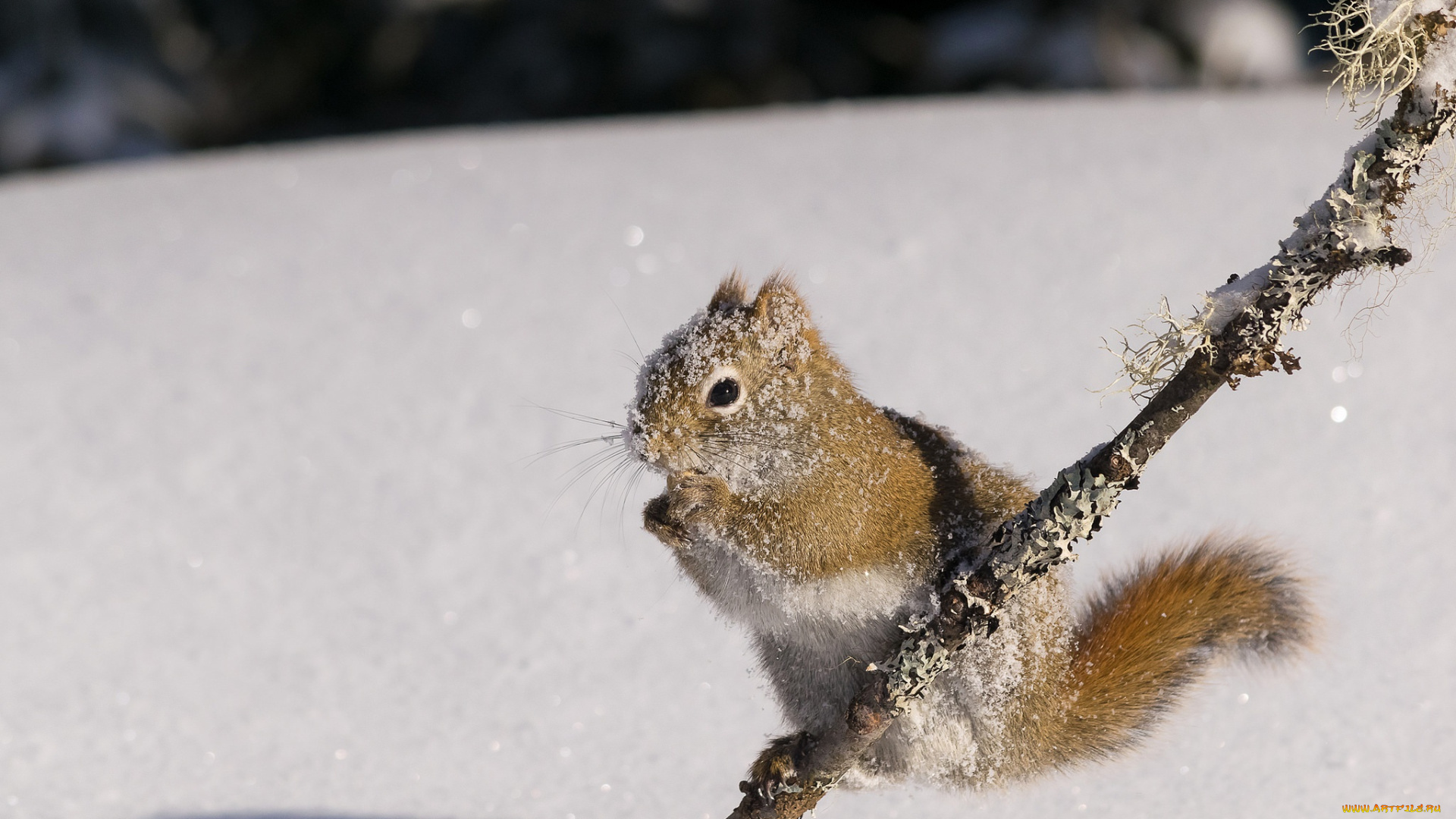 животные, белки, белочка, снег, зима, природа, грызун, белка