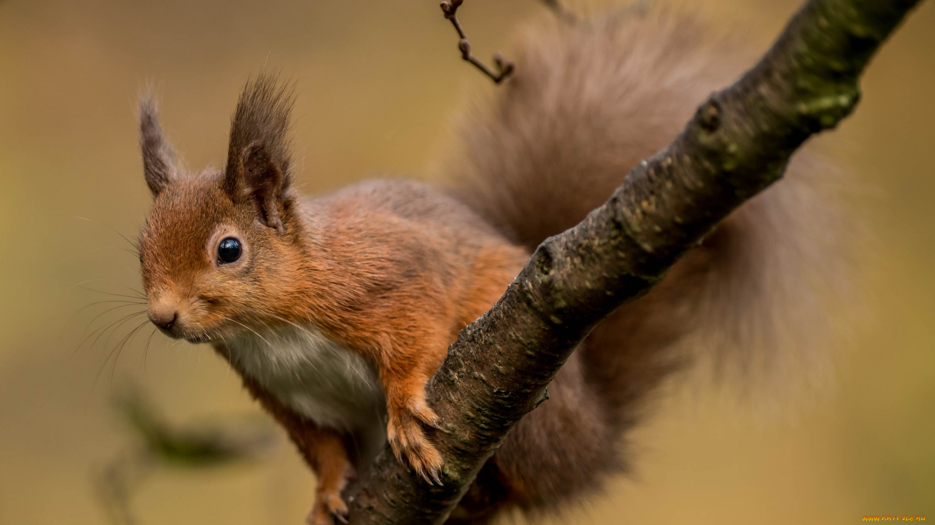 животные, белки, боке, ветка, грызун, белка, проказница