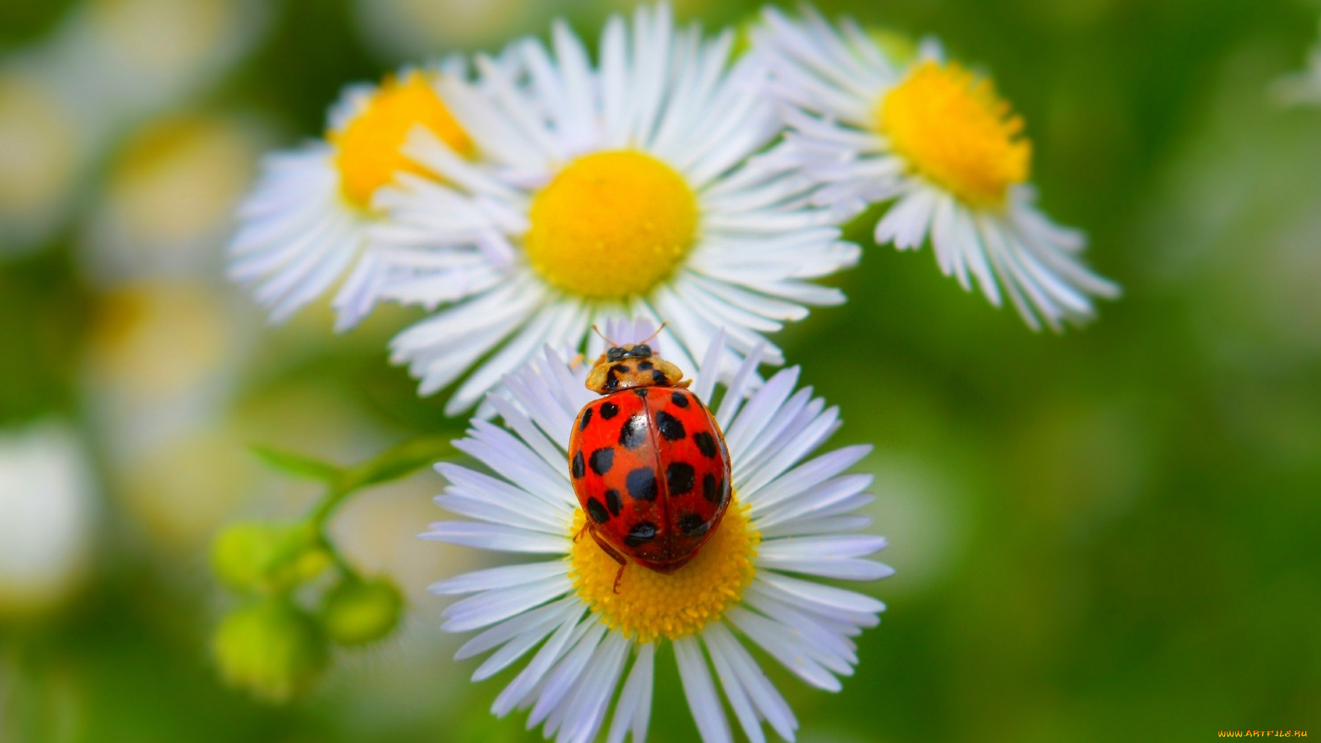 животные, божьи, коровки, spring, весна, ромашки, божья, коровка