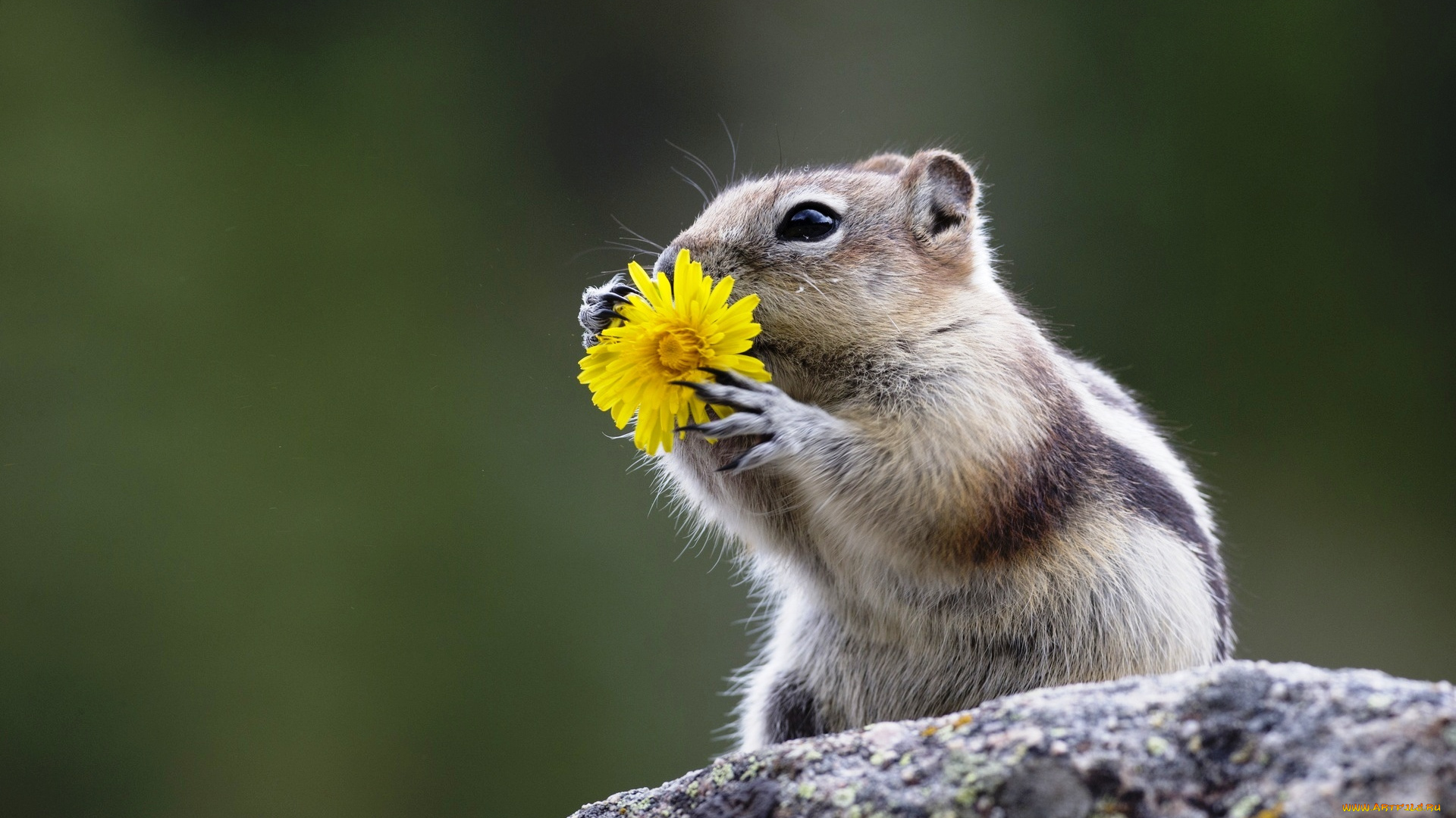 животные, бурундуки, еда, цветок, грызун