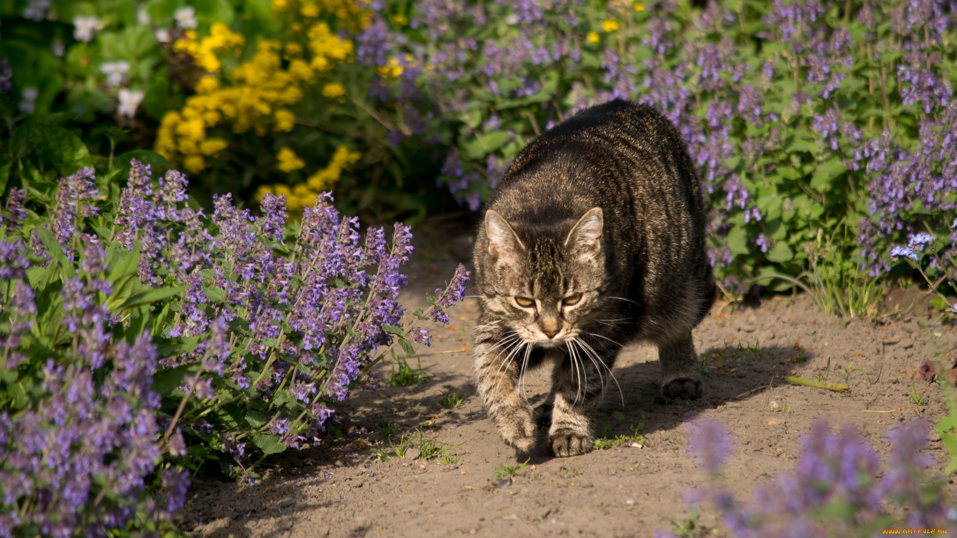 животные, коты, киса