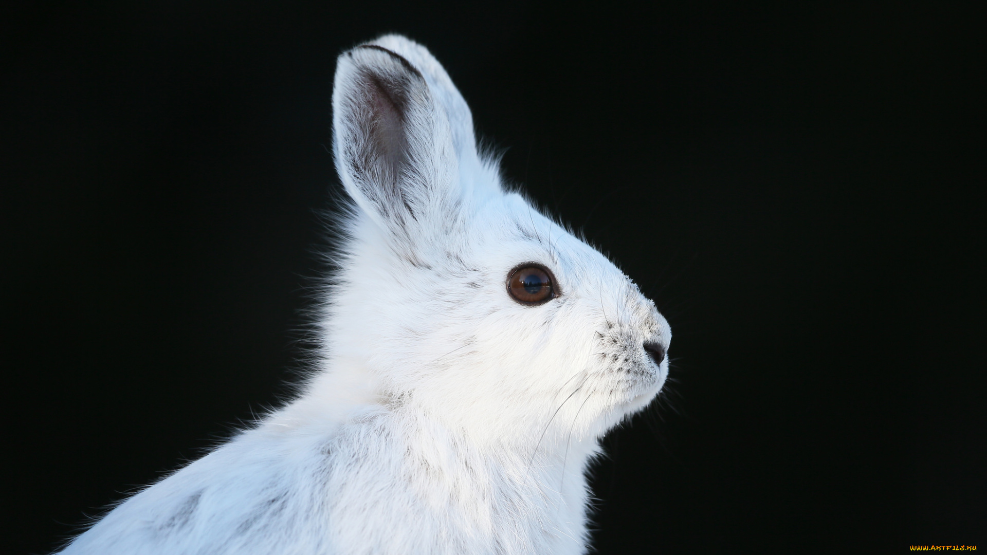 животные, кролики, , зайцы, кролик