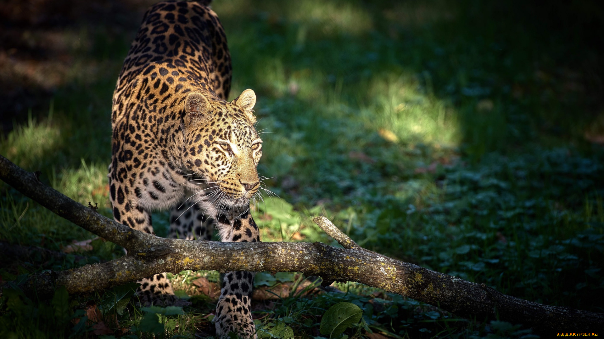 животные, леопарды, хищник, леопард, большая, кошка