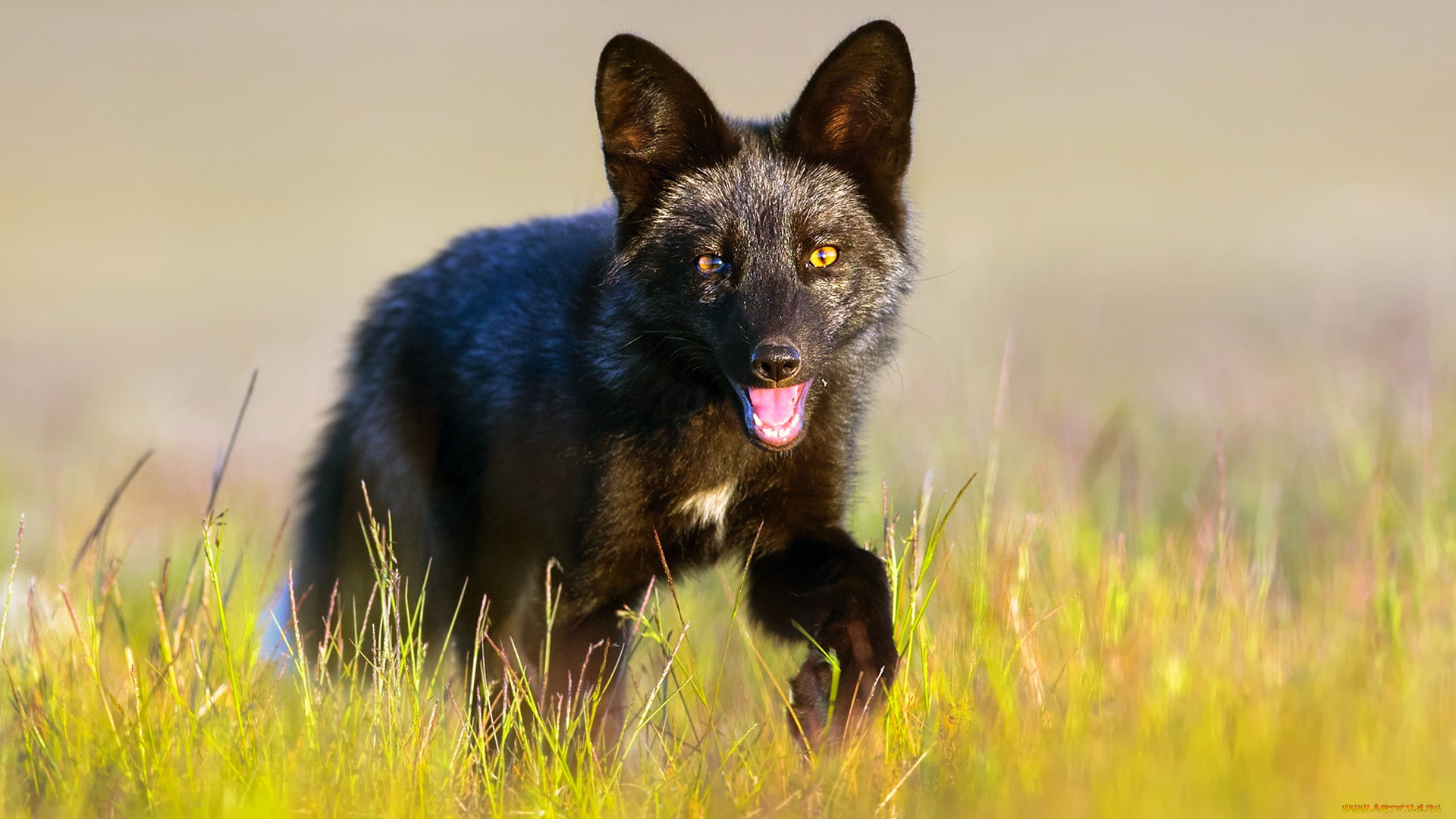 животные, лисы, трава, лиса, чёрная, лисёнок