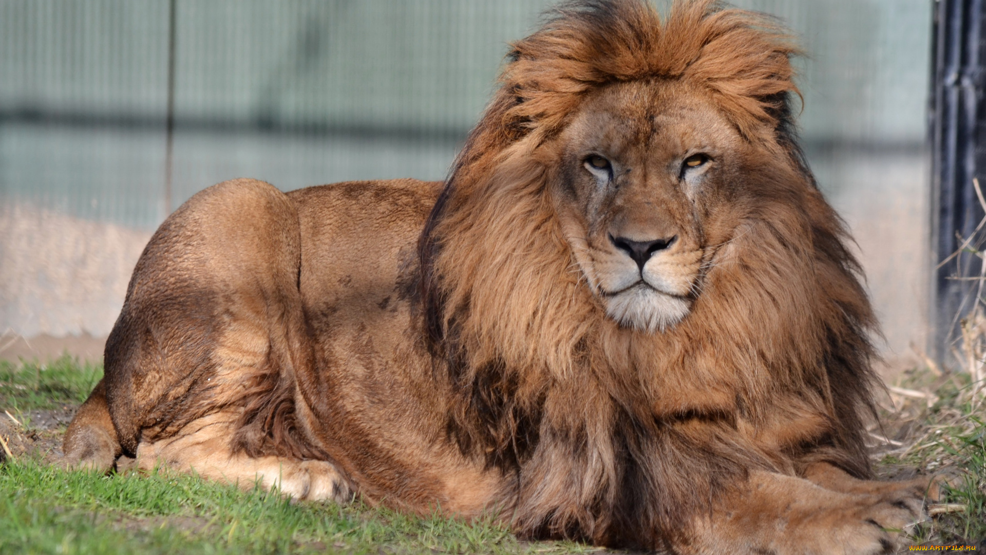 животные, львы, взгляд, грива, лев