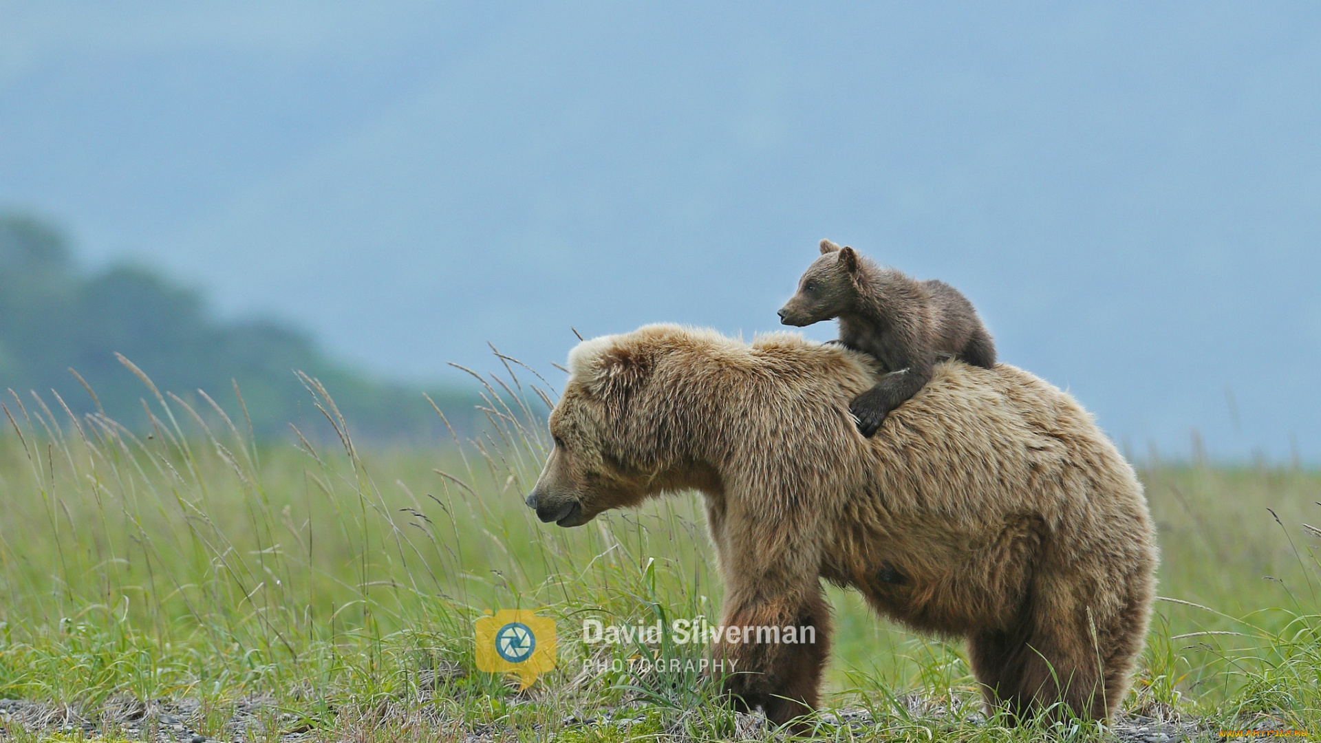 животные, медведи, двое, спиногрыз