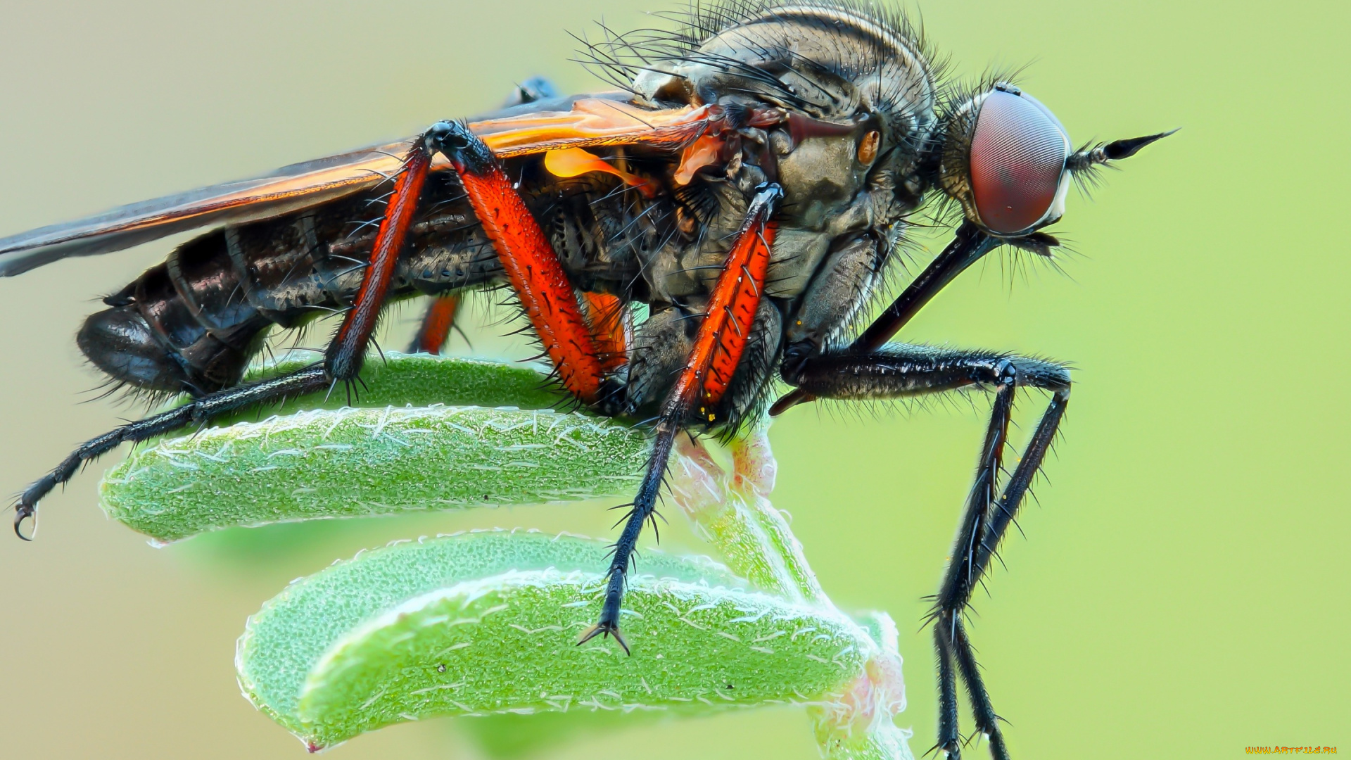 животные, насекомые, крупный, план, детали, насекомое, комар, растение, макро, фон, зеленый, кровопийца, лапки, листочки