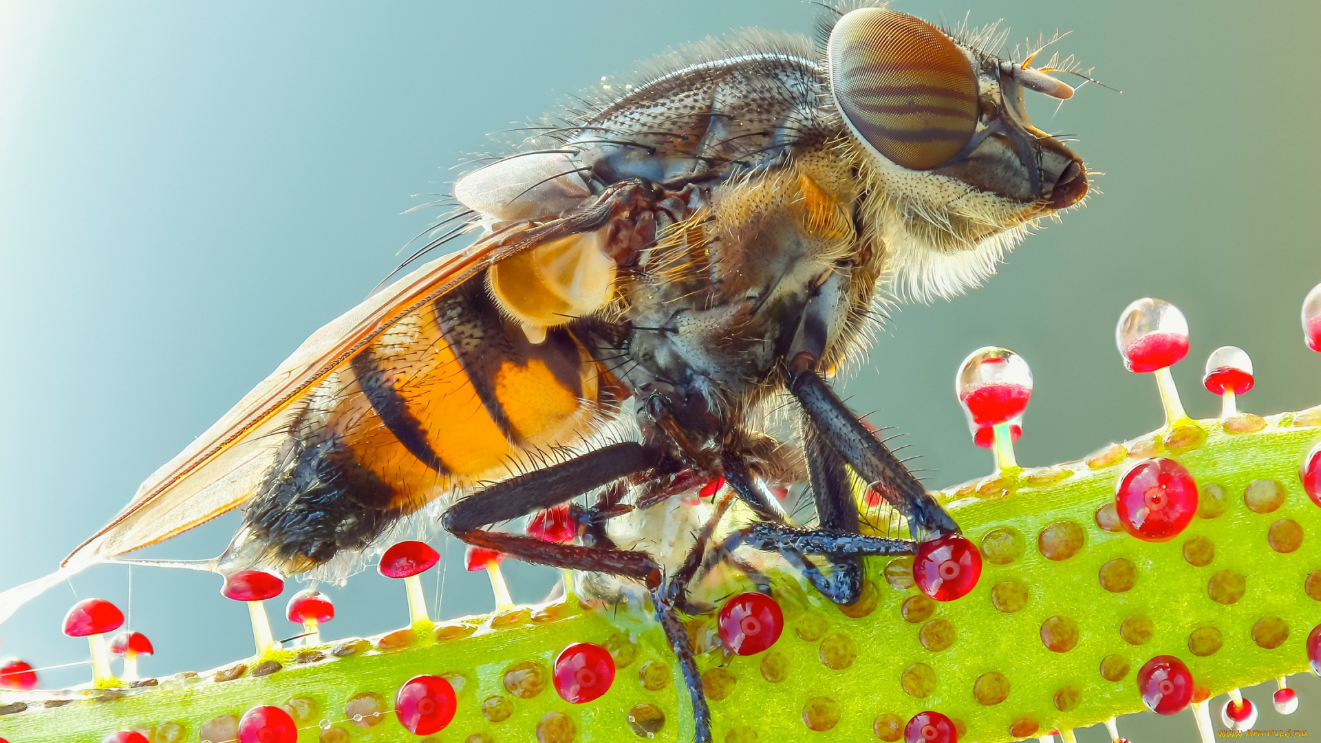 животные, насекомые, макро, мошка, яркая, мило, муха, фон, глаза, мушка, роса, растение, насекомое, природа, полосатая, капли, детали, красные, пупырки