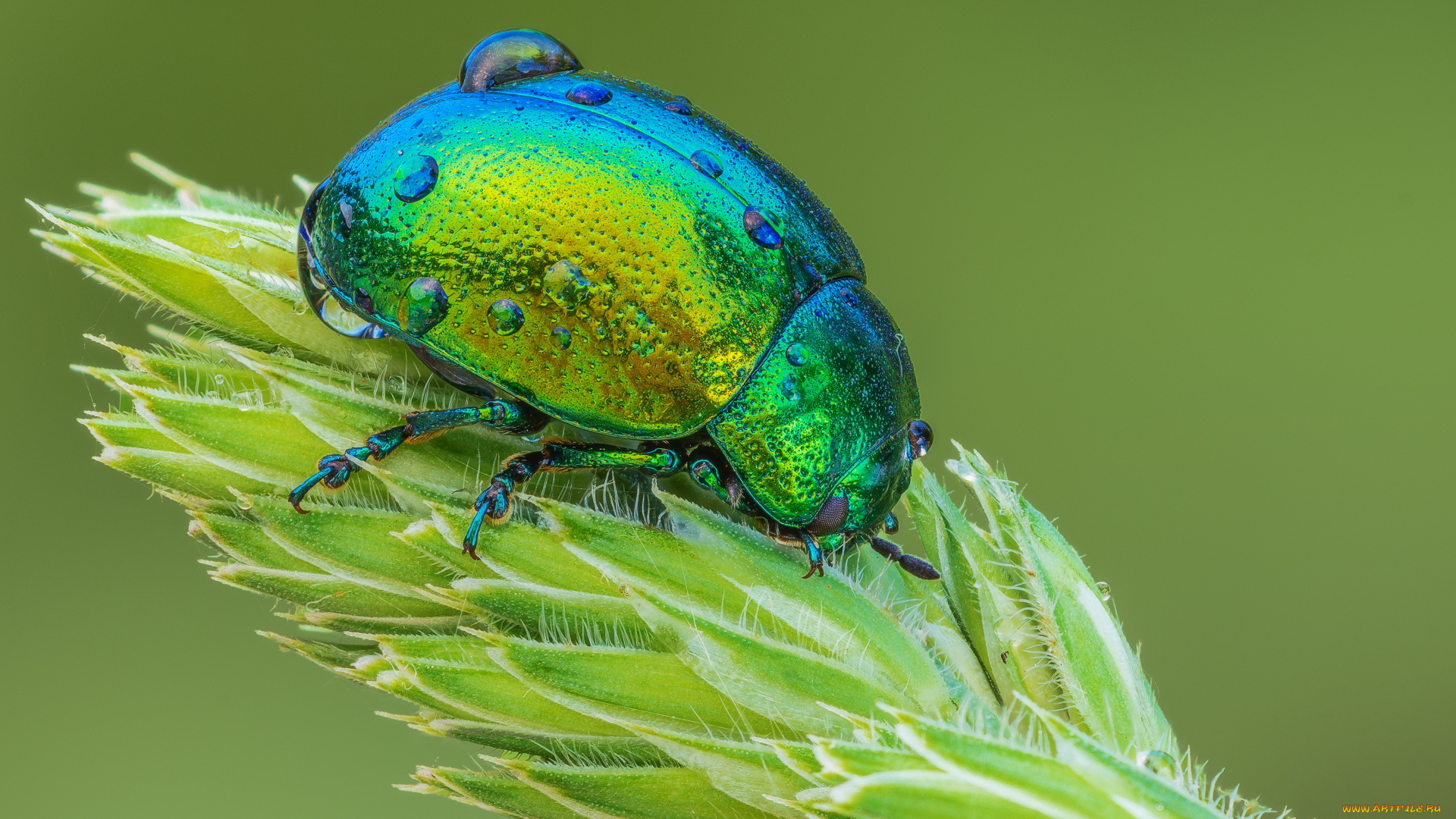 животные, насекомые, насекомое, жук, листоед, зелёный, мятный