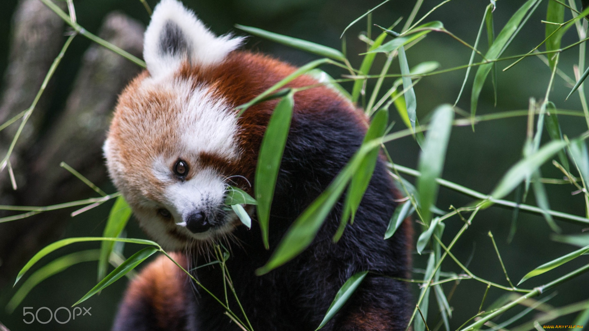 животные, панды, бамбук, красная, панда, firefox, листва