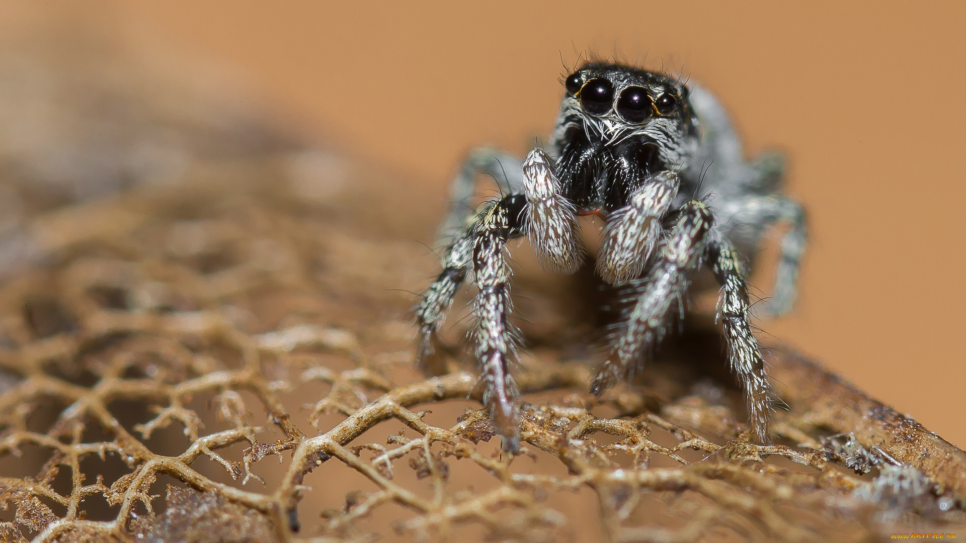 животные, пауки, паук