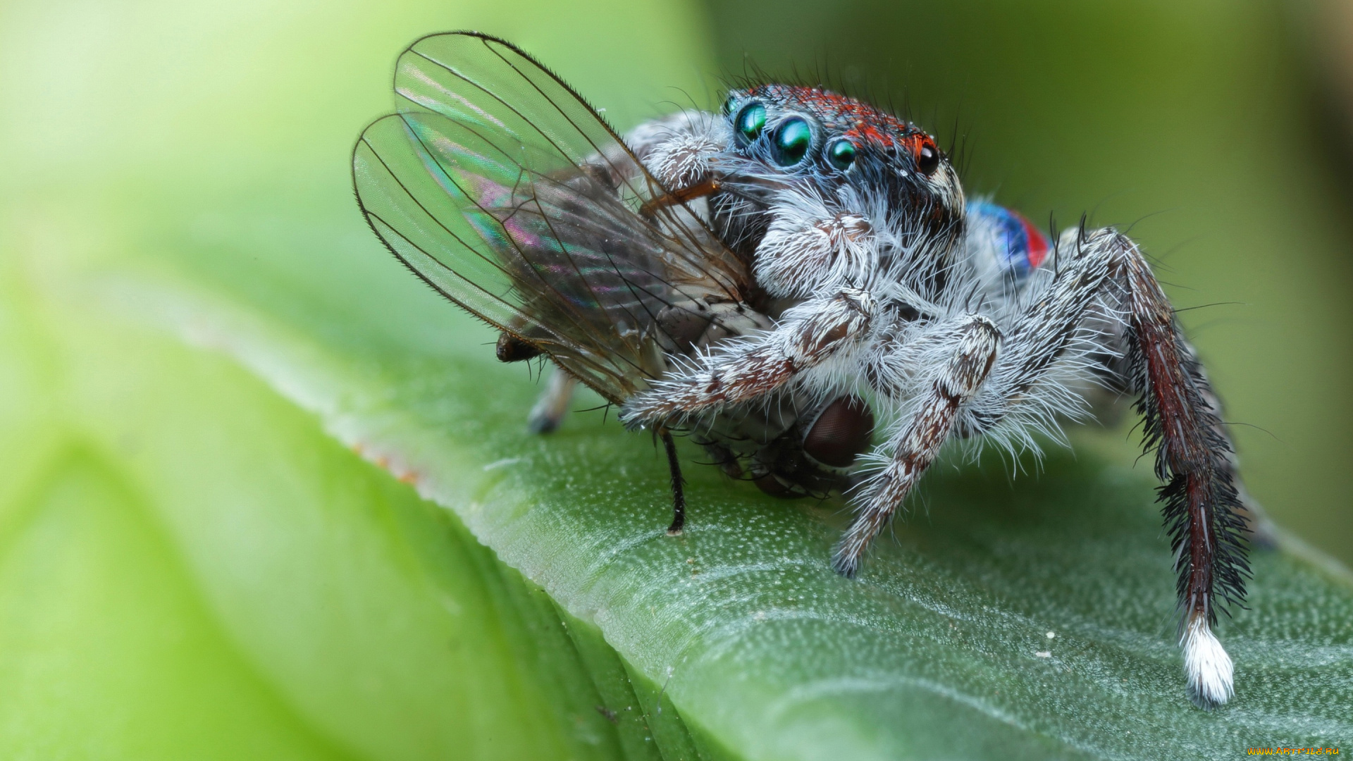 животные, пауки, паук, мертвая, макро, глаза, скакунчик, муха, фон, добыча, природа, листок, еда, зеленый, паучок, насекомое, мохнатые, насилие, лапки, жертва