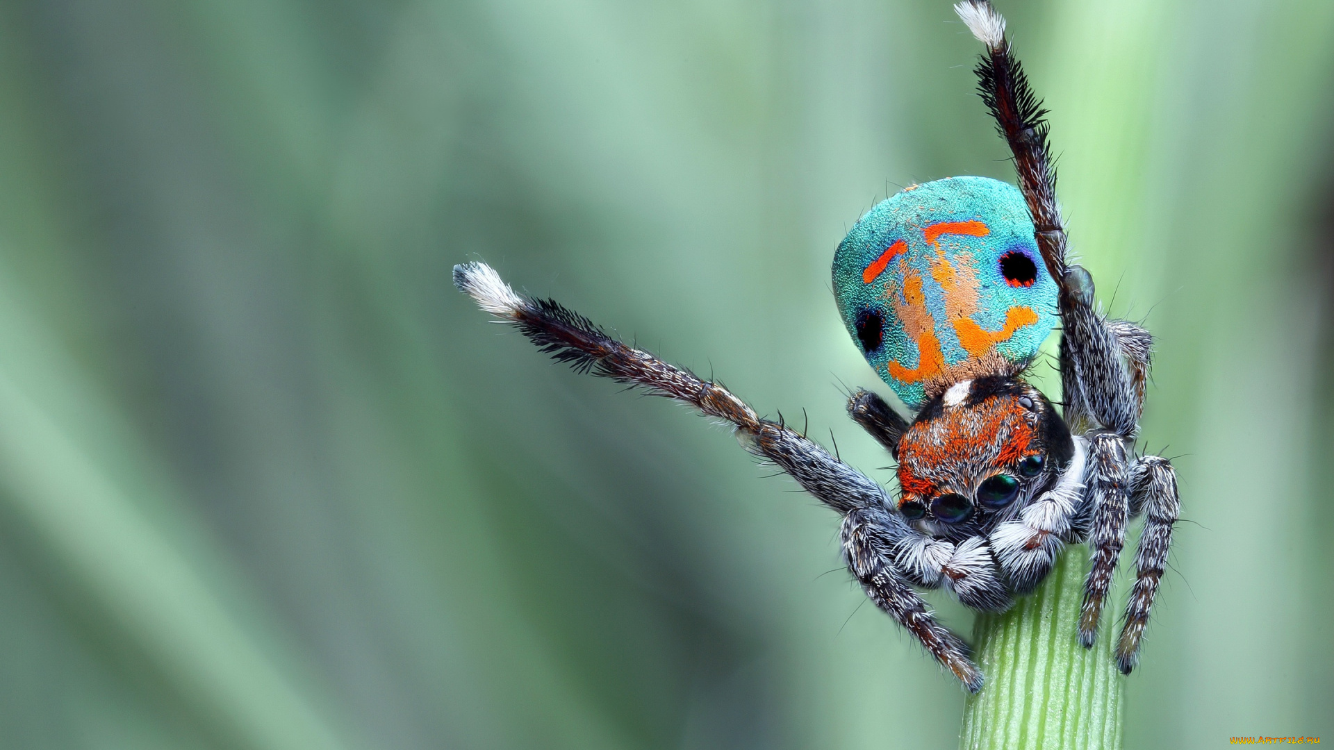 животные, пауки, скакунчик, глаза, природа, фон, чудик, стебель, паук, окрас, зеленый, поза, яркий, макро, джампер, прыгающий, размытый, танец, брюшко, красивый, лапки, мохнатые, узор, паучок