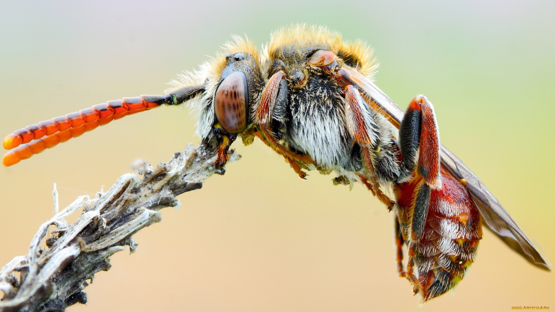 животные, пчелы, , осы, , шмели, пчела, детали, растение, тельце, фон, природа, макросъемка, макро, оса, мохнатая, крупный, план, колючки, усики, насекомое