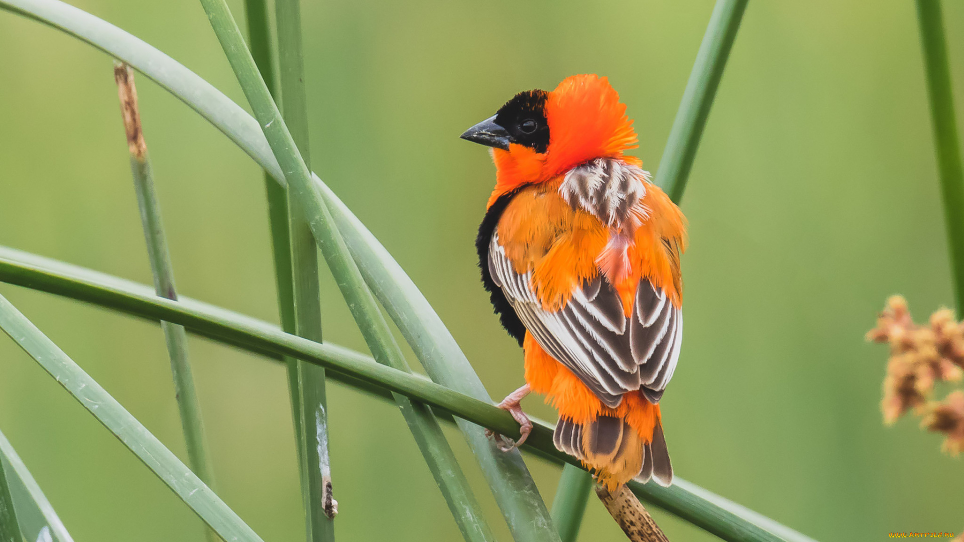 животные, птицы, птица