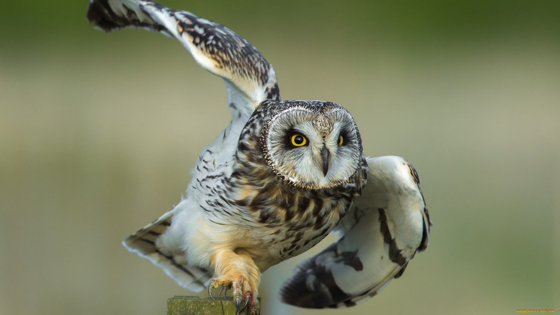 животные, совы, сова