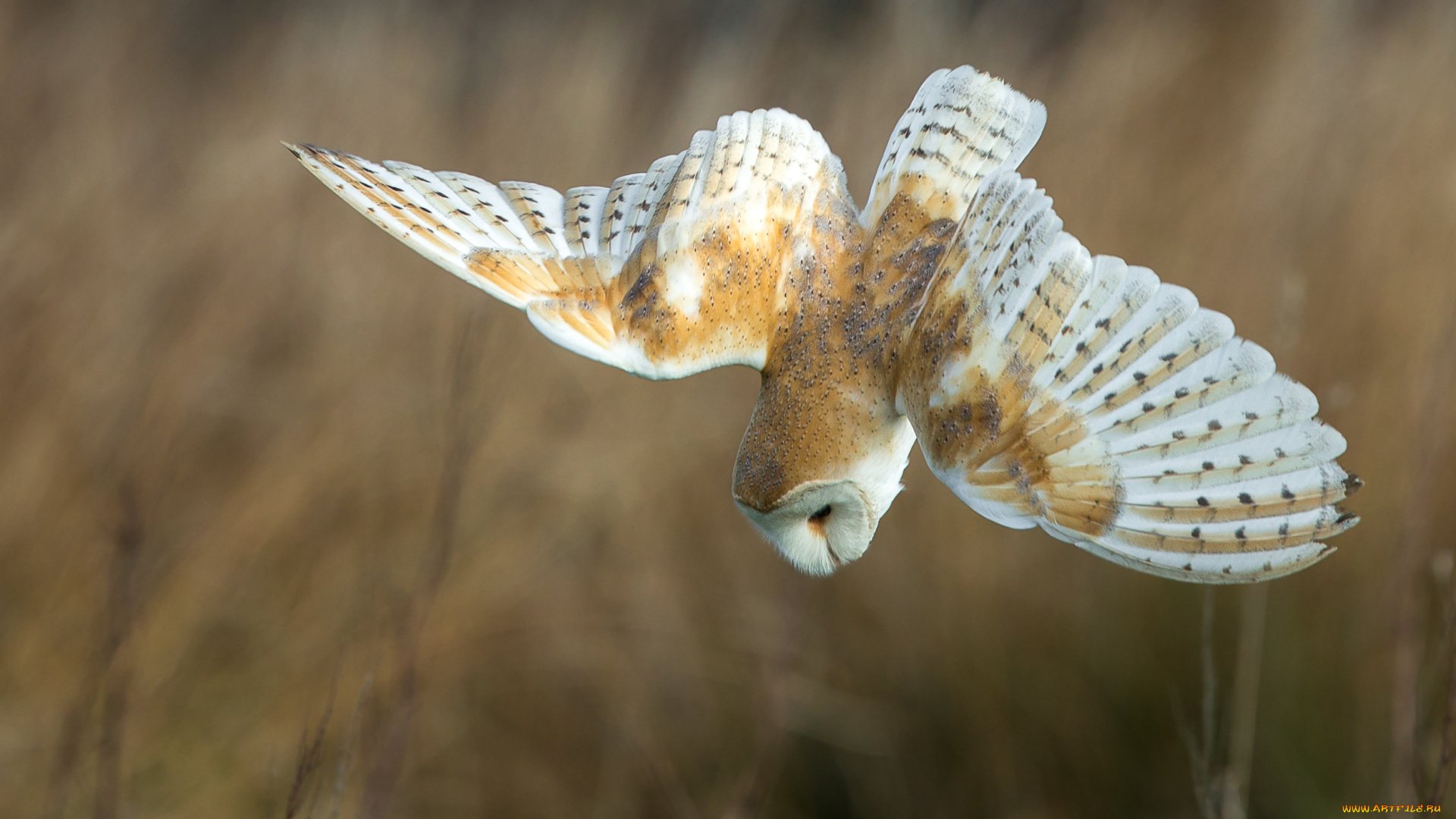 животные, совы, сова