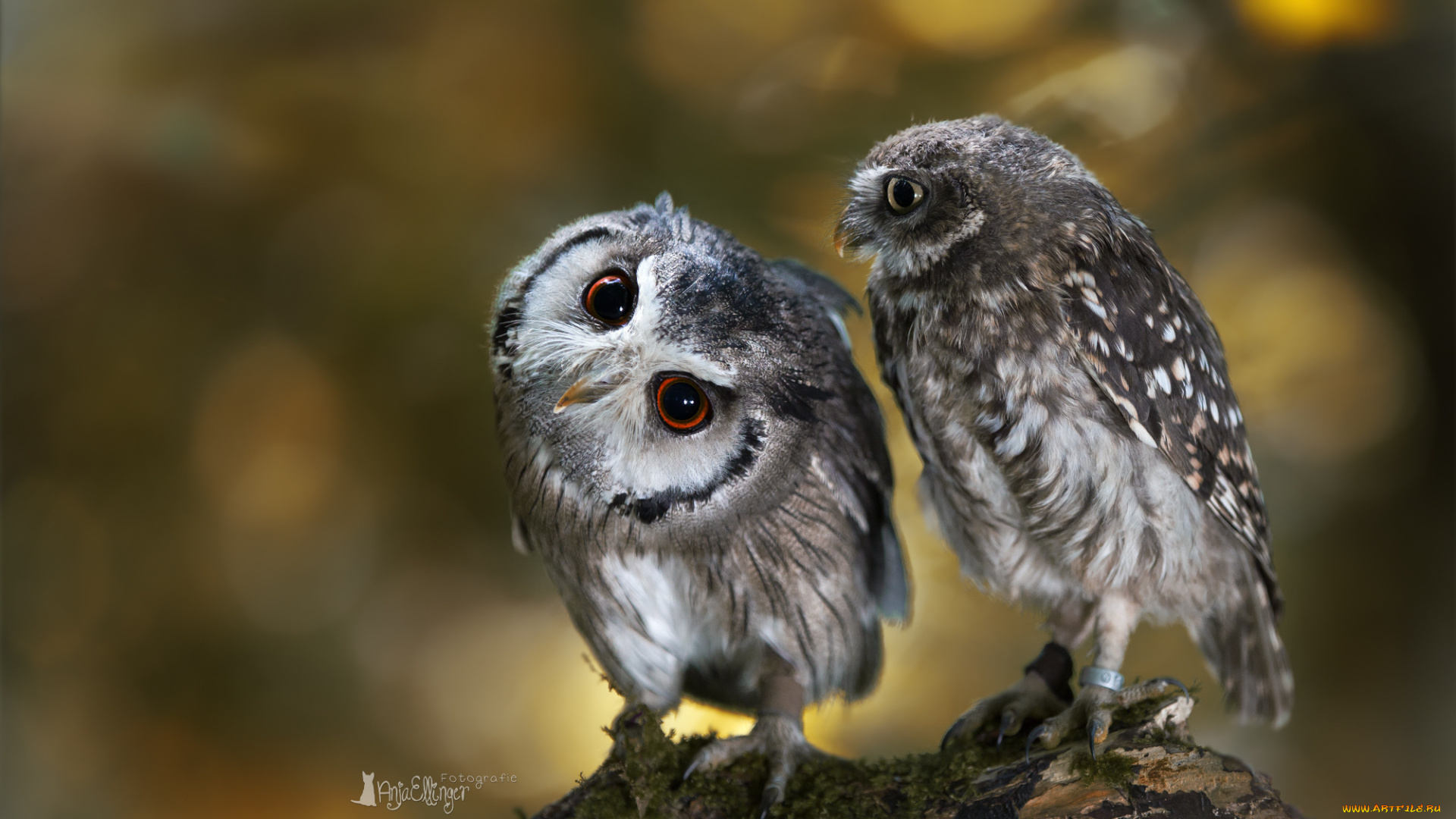животные, совы, сова, две, птицы, ветка