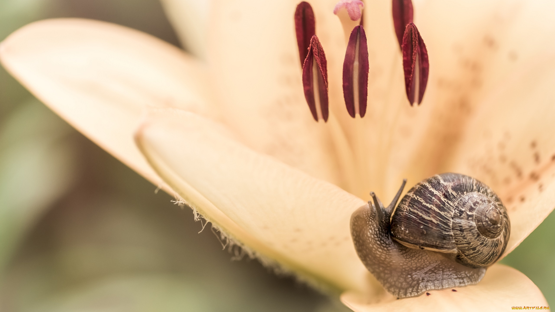 животные, улитки, улитка