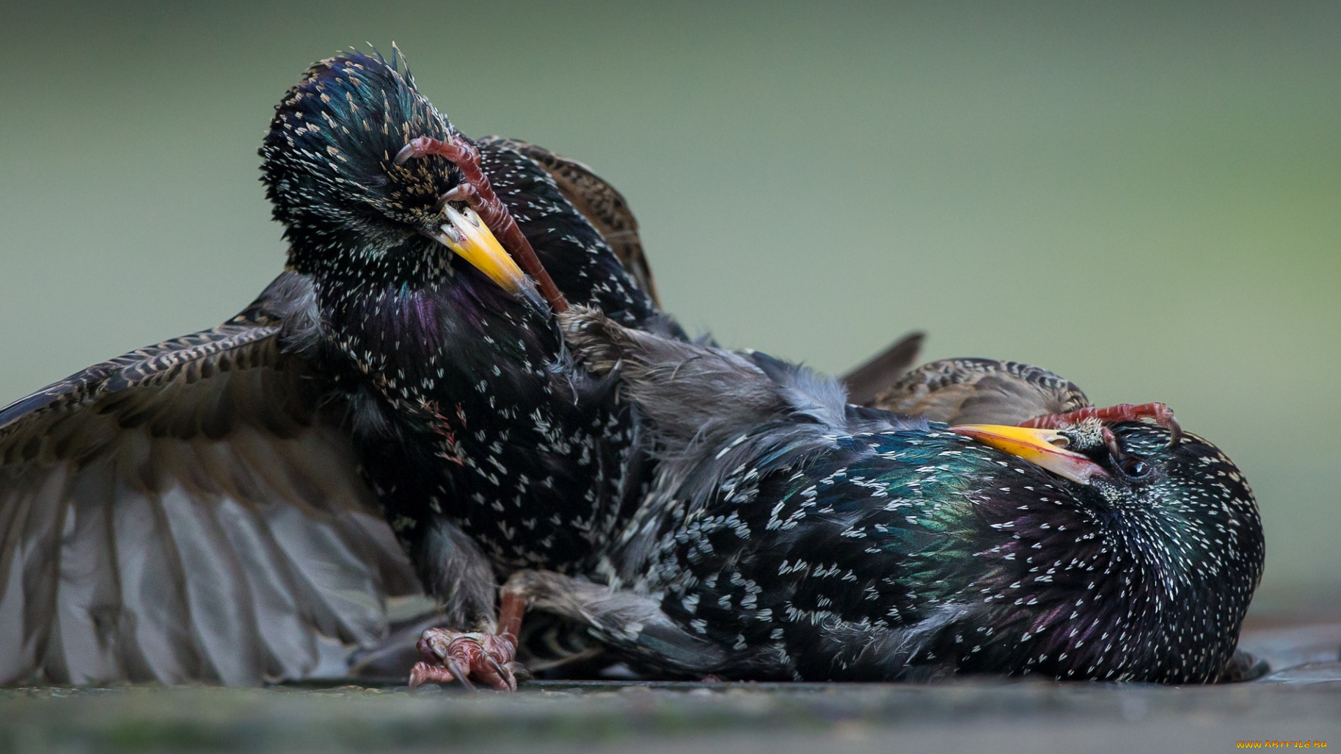 животные, вороны, , грачи, , галки, грачи