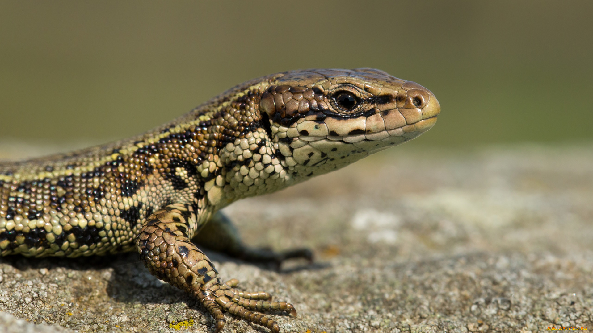 животные, Ящерицы, , игуаны, , вараны, ящерица