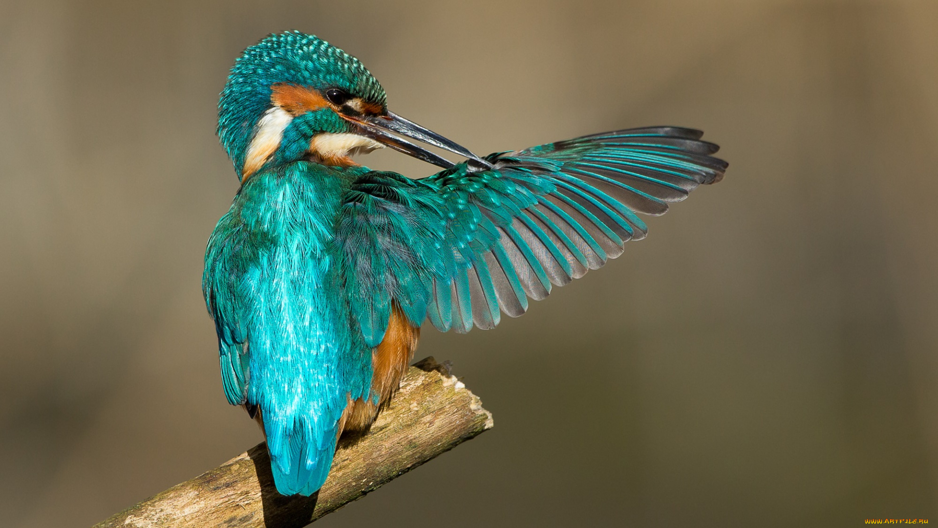 животные, зимородки, зимородок