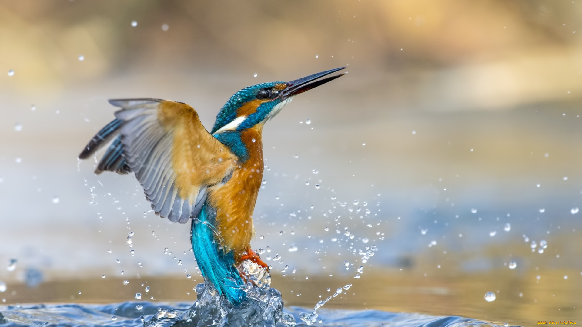 животные, зимородки, зимородок, брызги, птица, вода