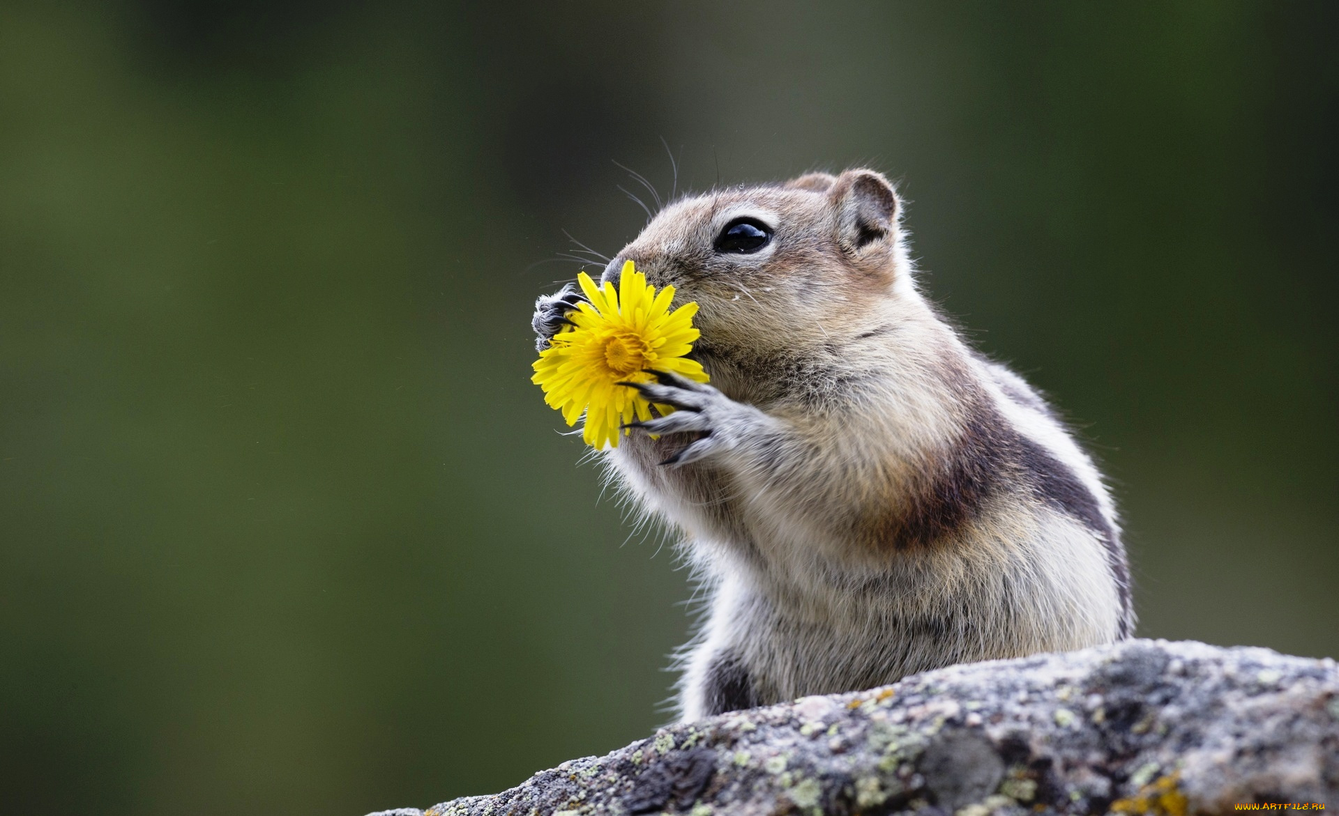 животные, бурундуки, еда, цветок, грызун