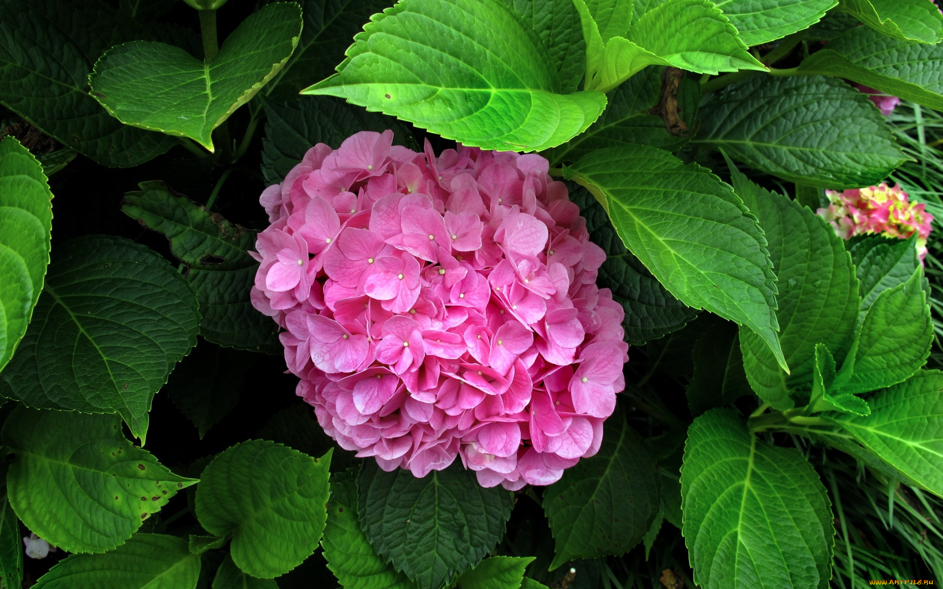 цветы, гортензия, pink, flowers, розовые