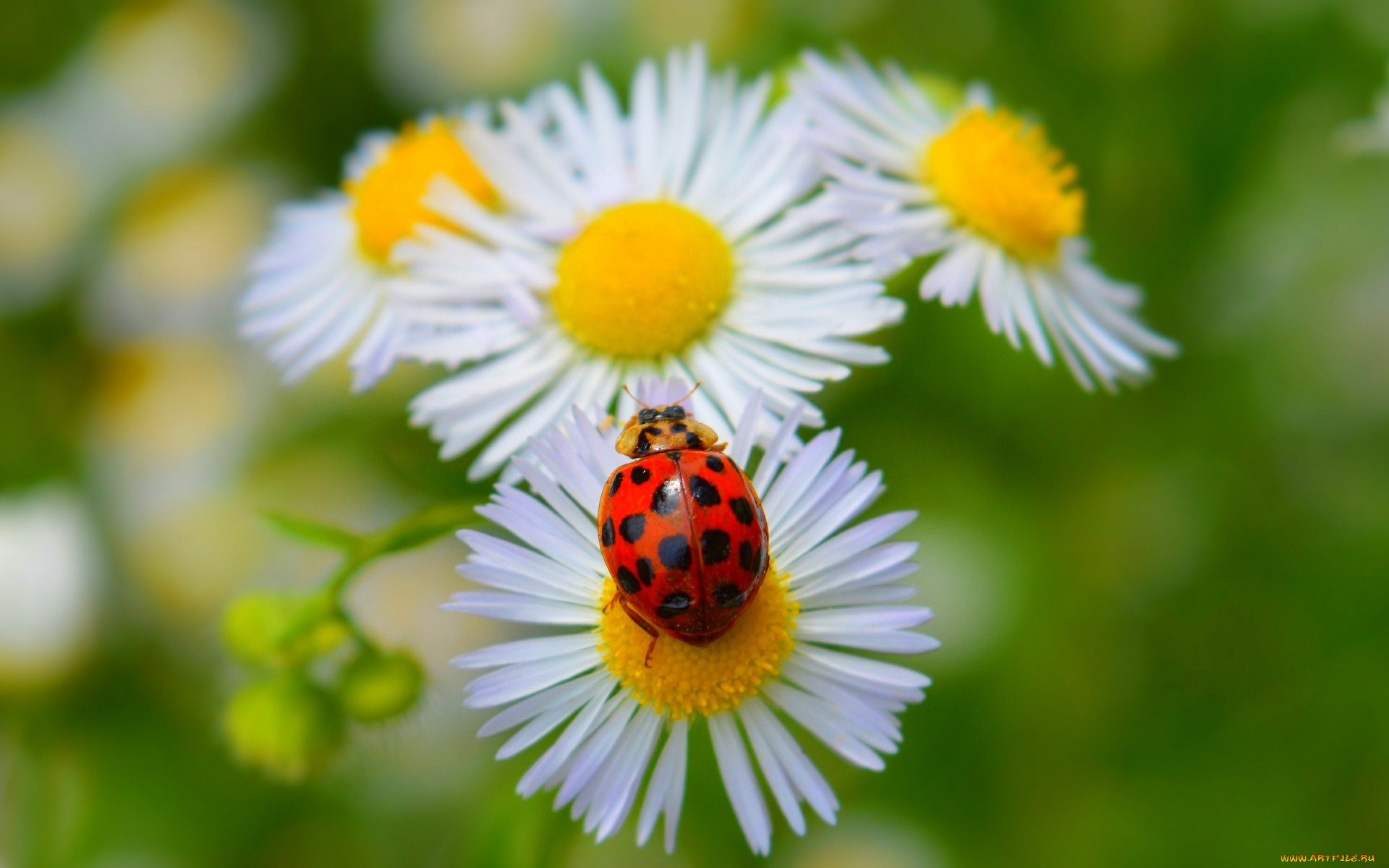 животные, божьи, коровки, spring, весна, ромашки, божья, коровка