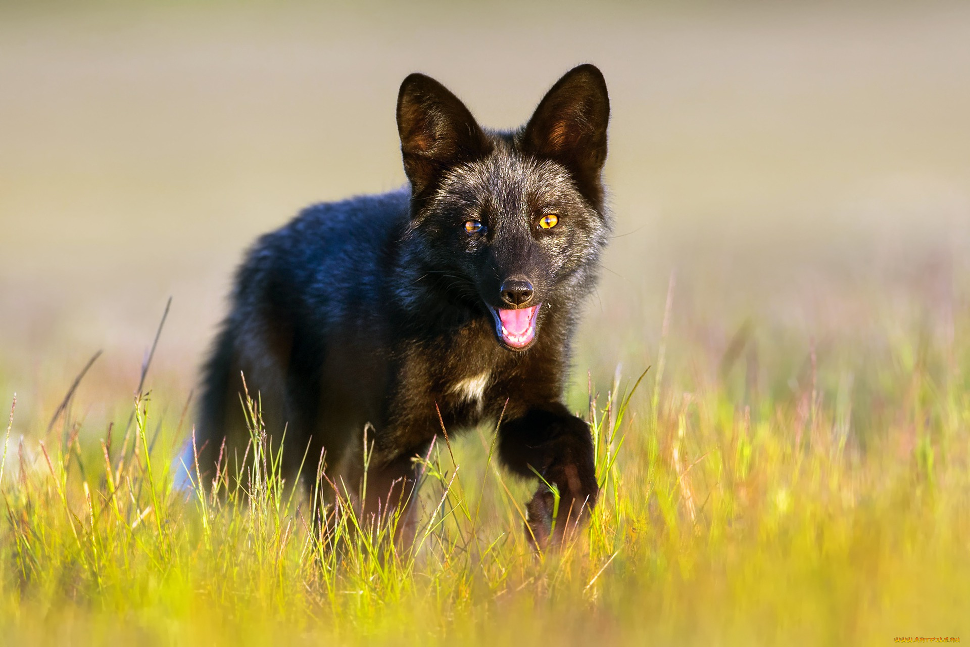 животные, лисы, трава, лиса, чёрная, лисёнок